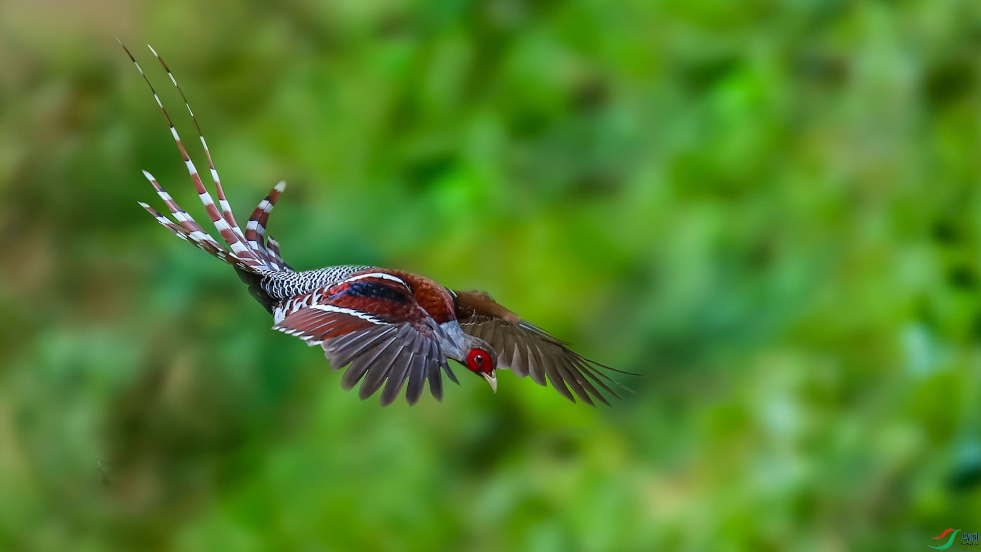 �׾���β��