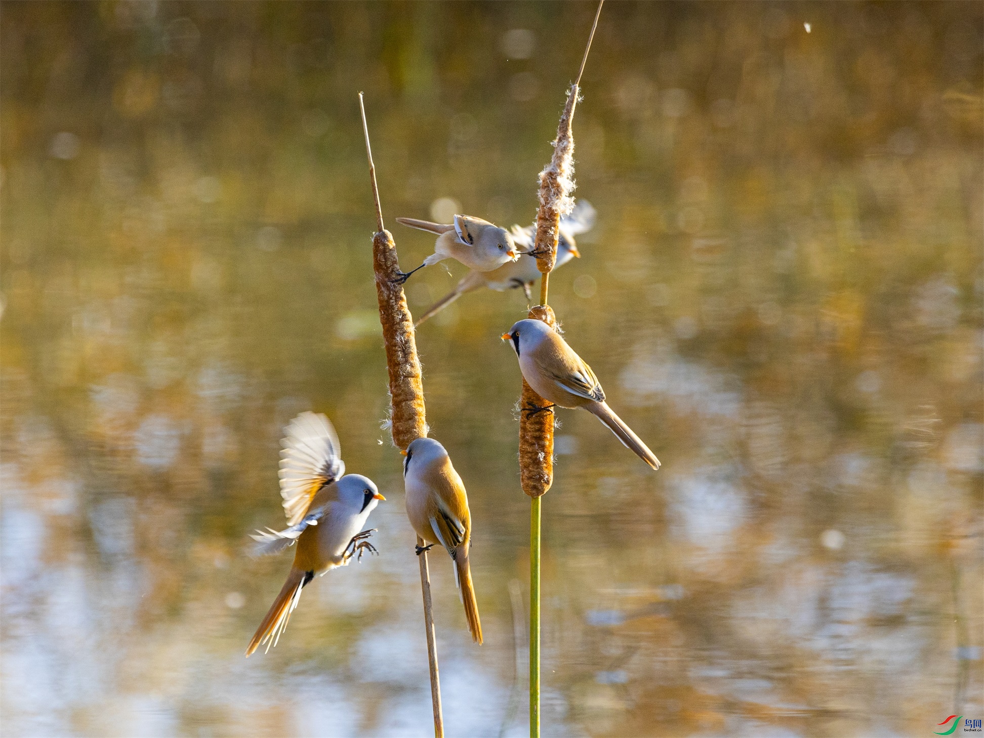 1K3A3807 ����1.jpg