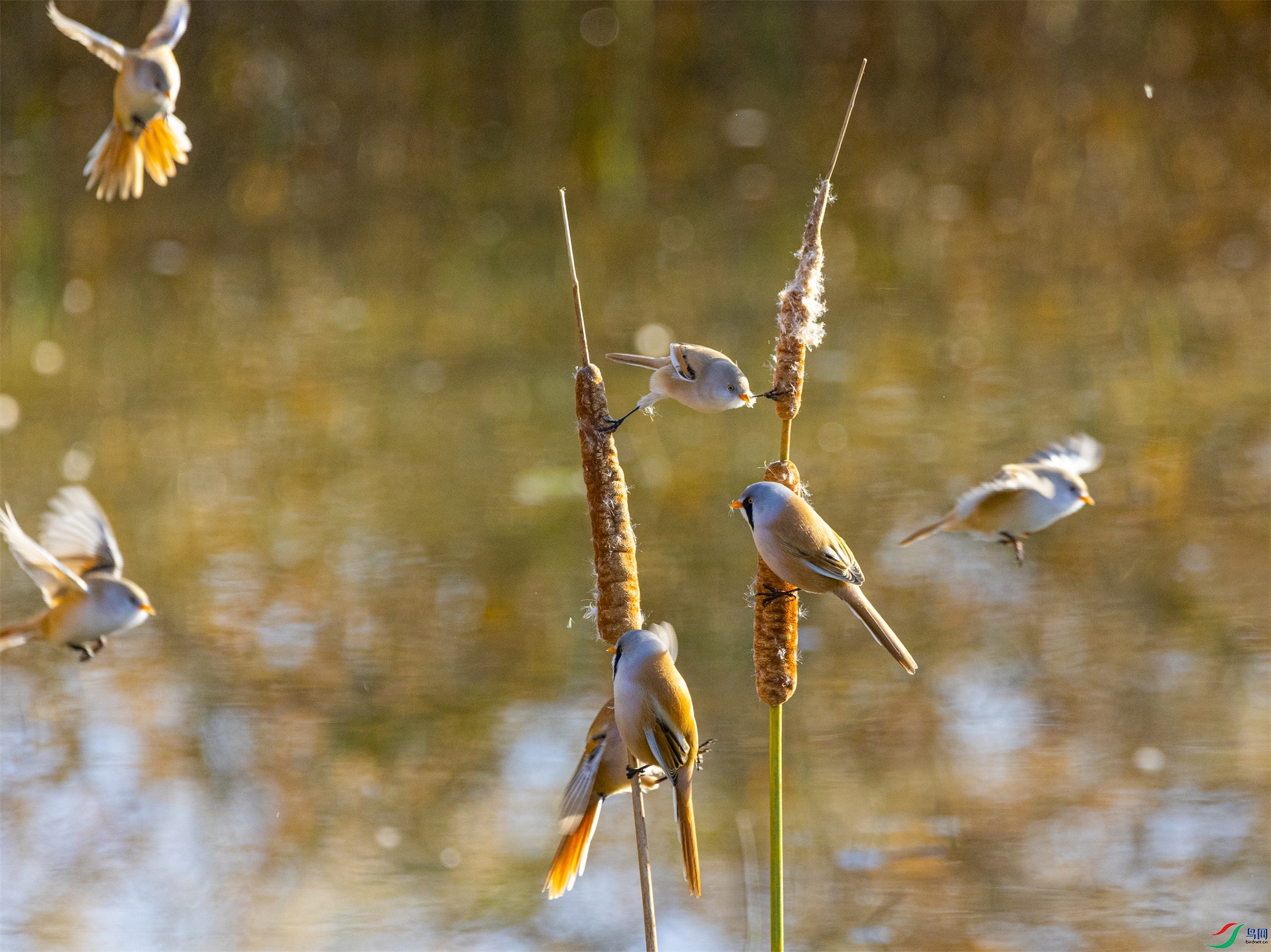 1K3A3808 ����1.jpg