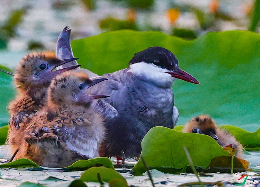 ɽ��̩���븡Ÿ (6).JPG