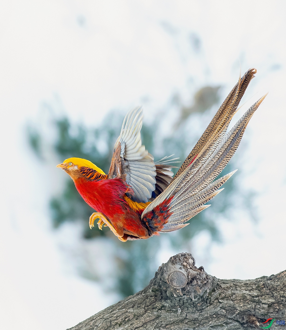 DSC_5269-1.jpg