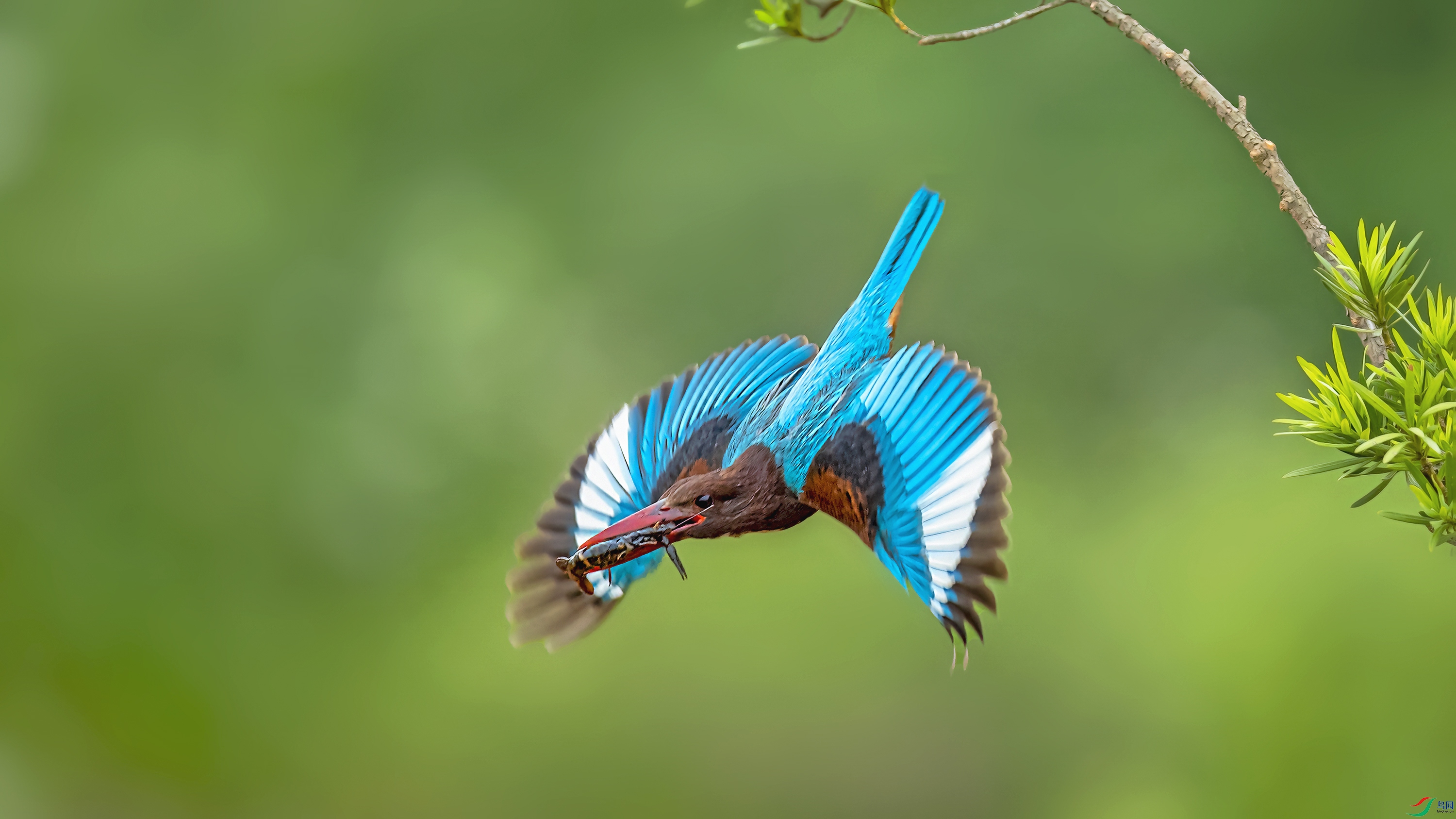 DSC_33188a.jpg