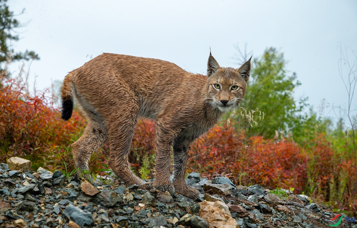 ս������������ʳ