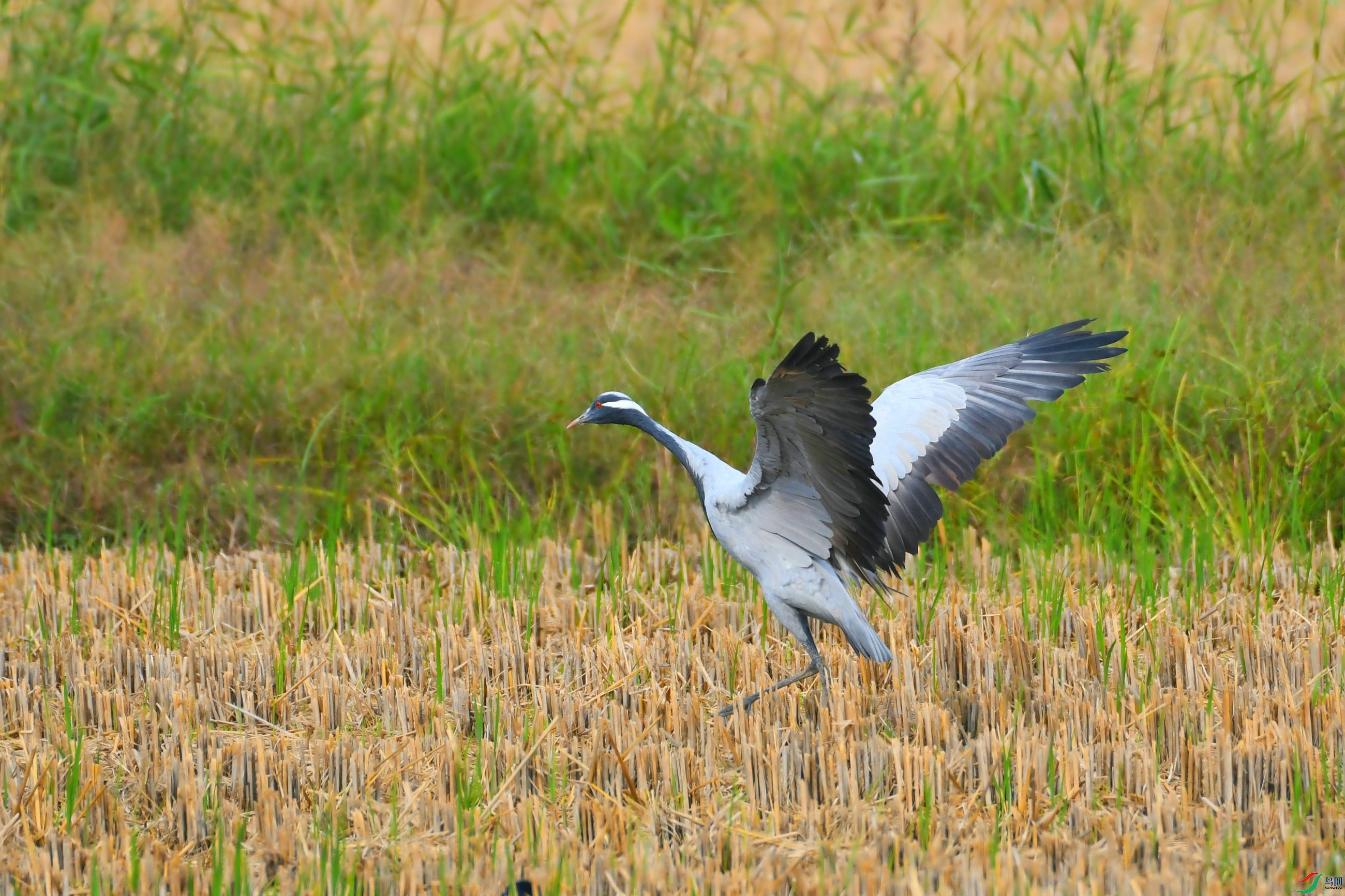 DSC_3950.JPG