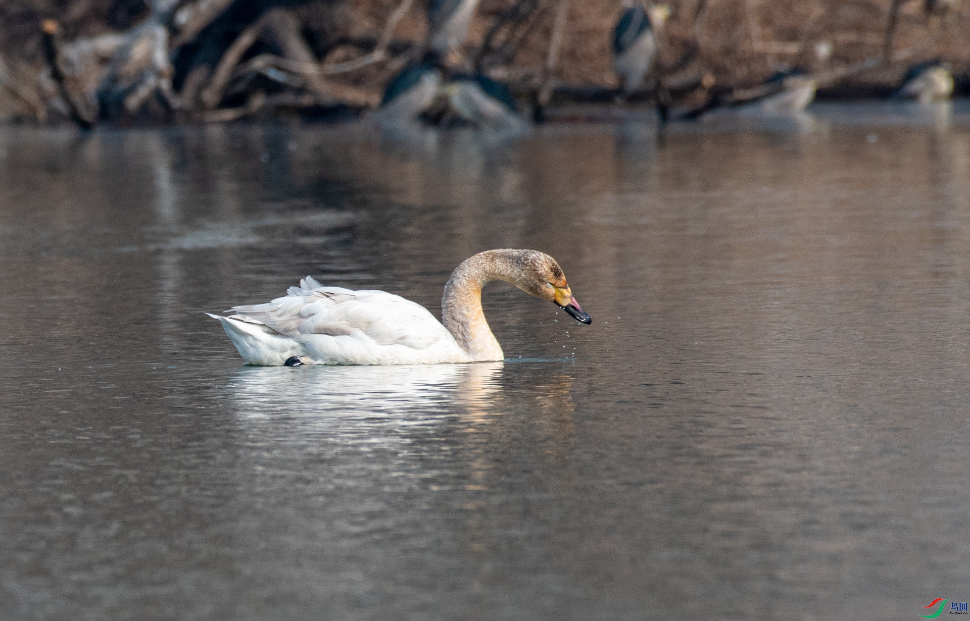 DSC_1196.jpg
