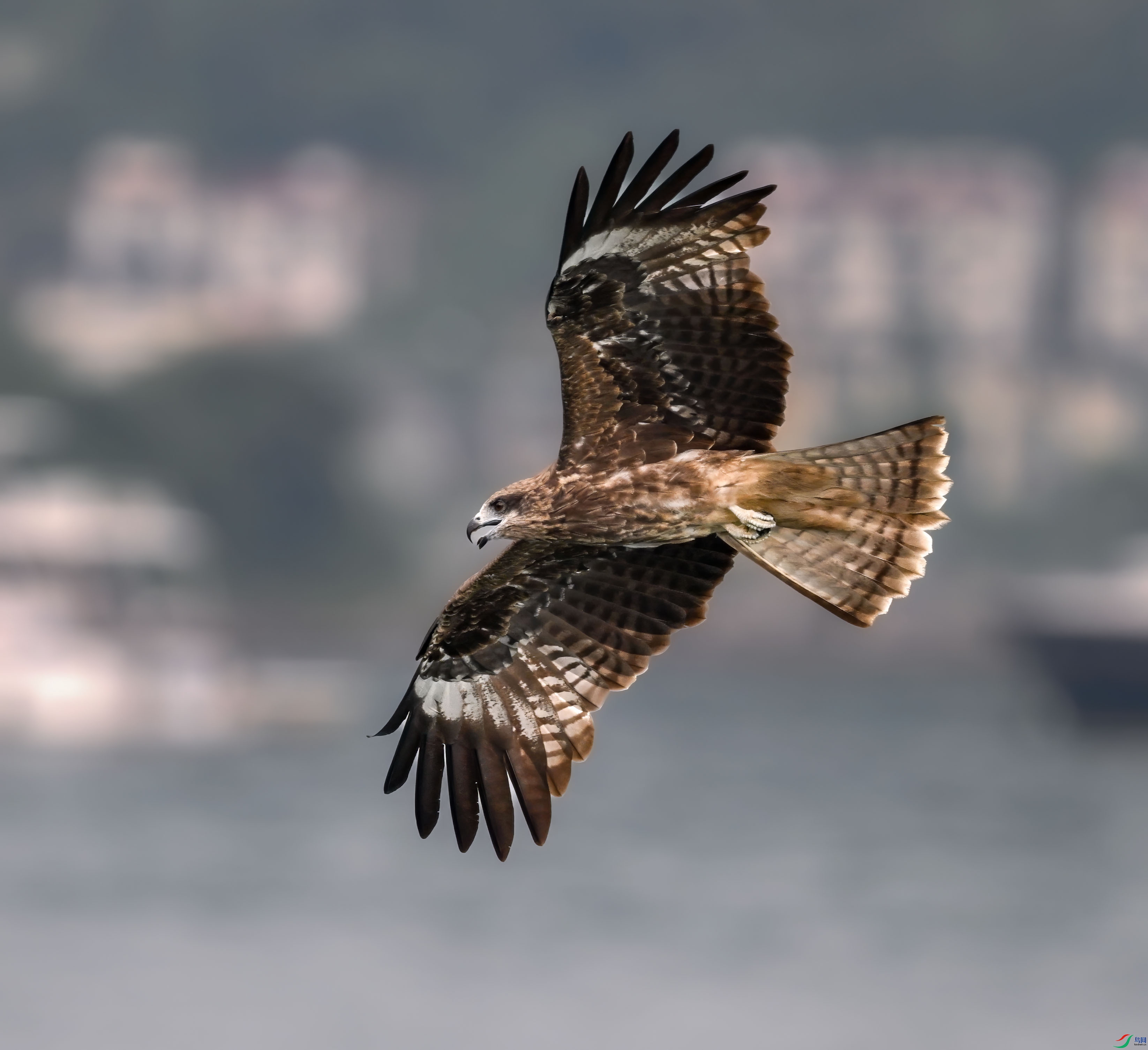 DSC_4430_����1.jpg