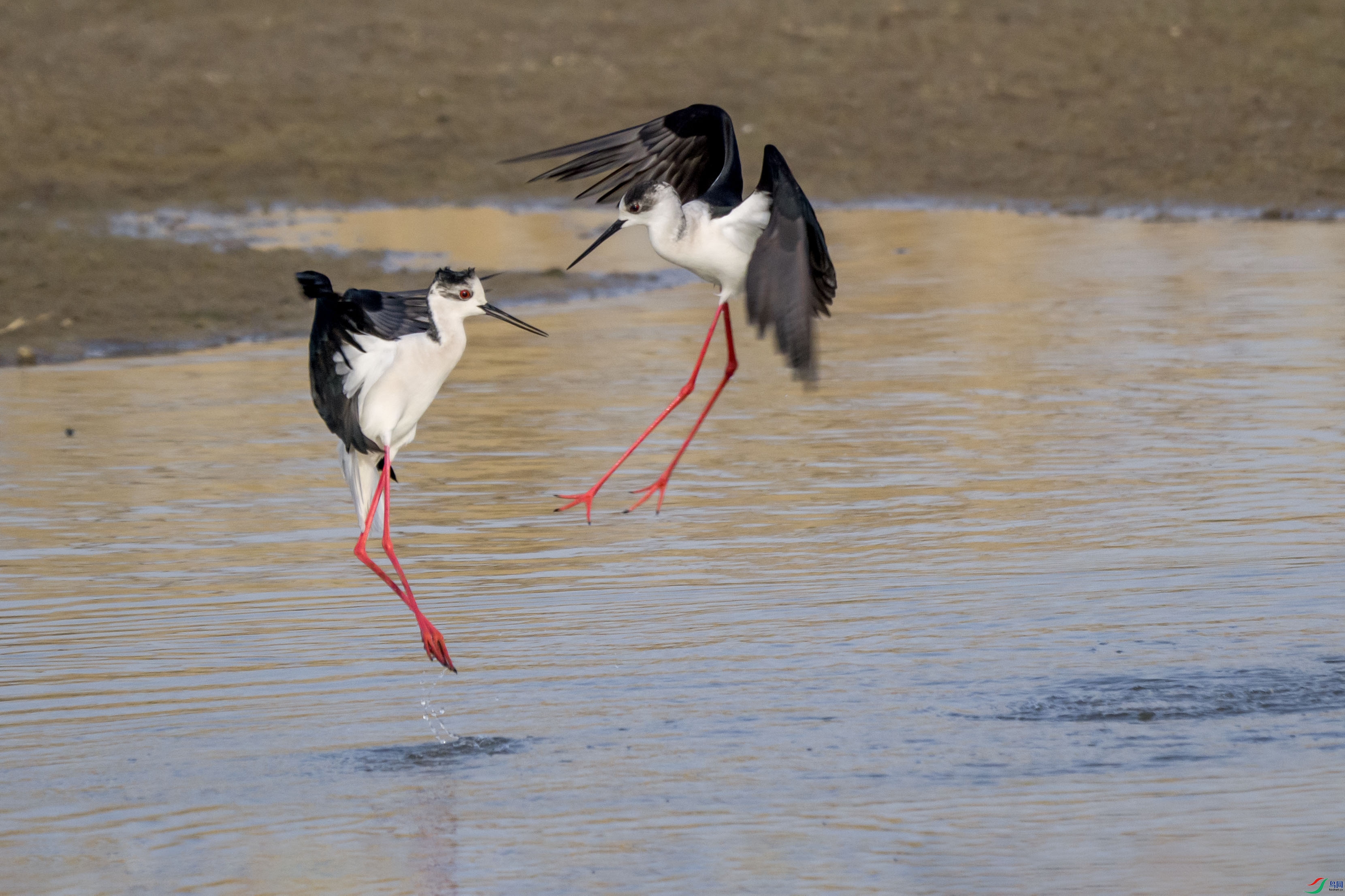 �ڳ᳤���֣��׹Ƕ��������ͣ����ȸ_4104 ����.jpg