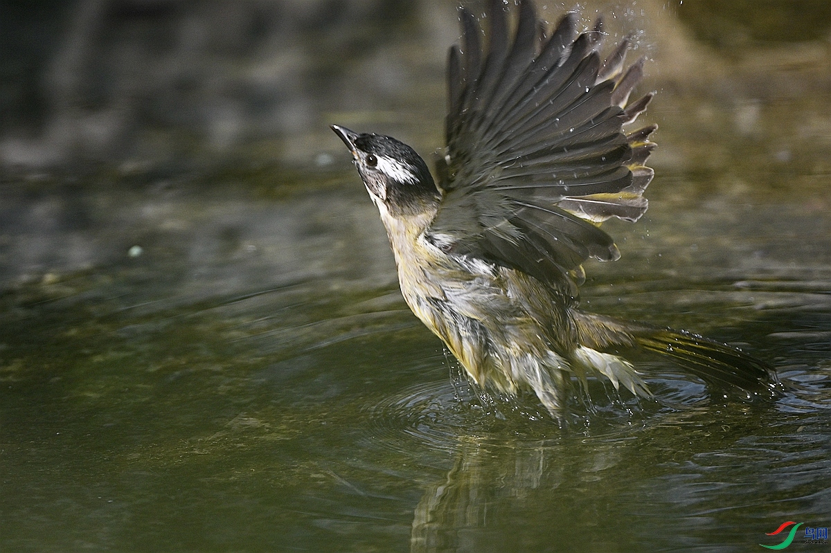 DSC_3286.JPG