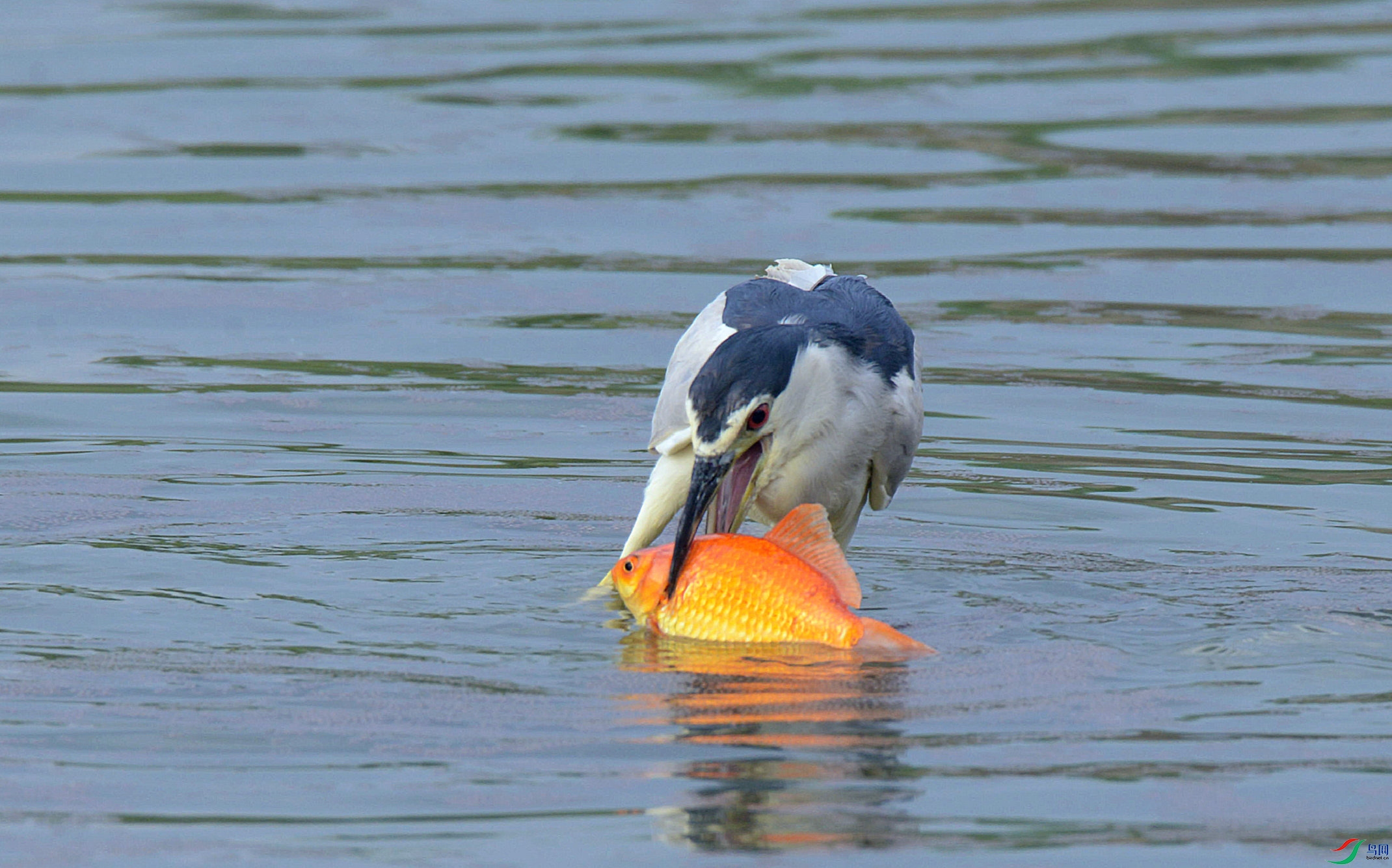 DSC_6543.jpg