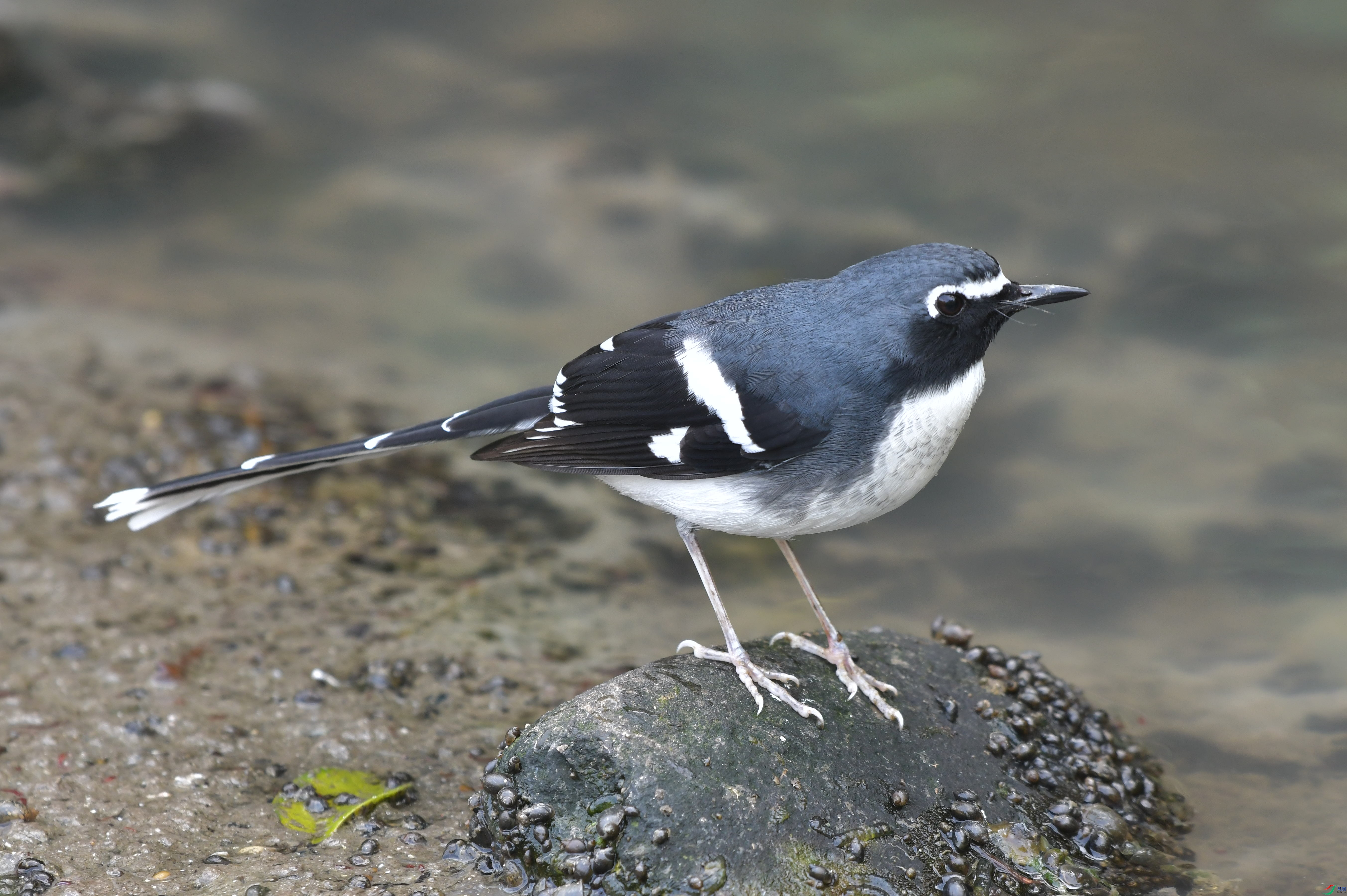 DSC_0418.JPG