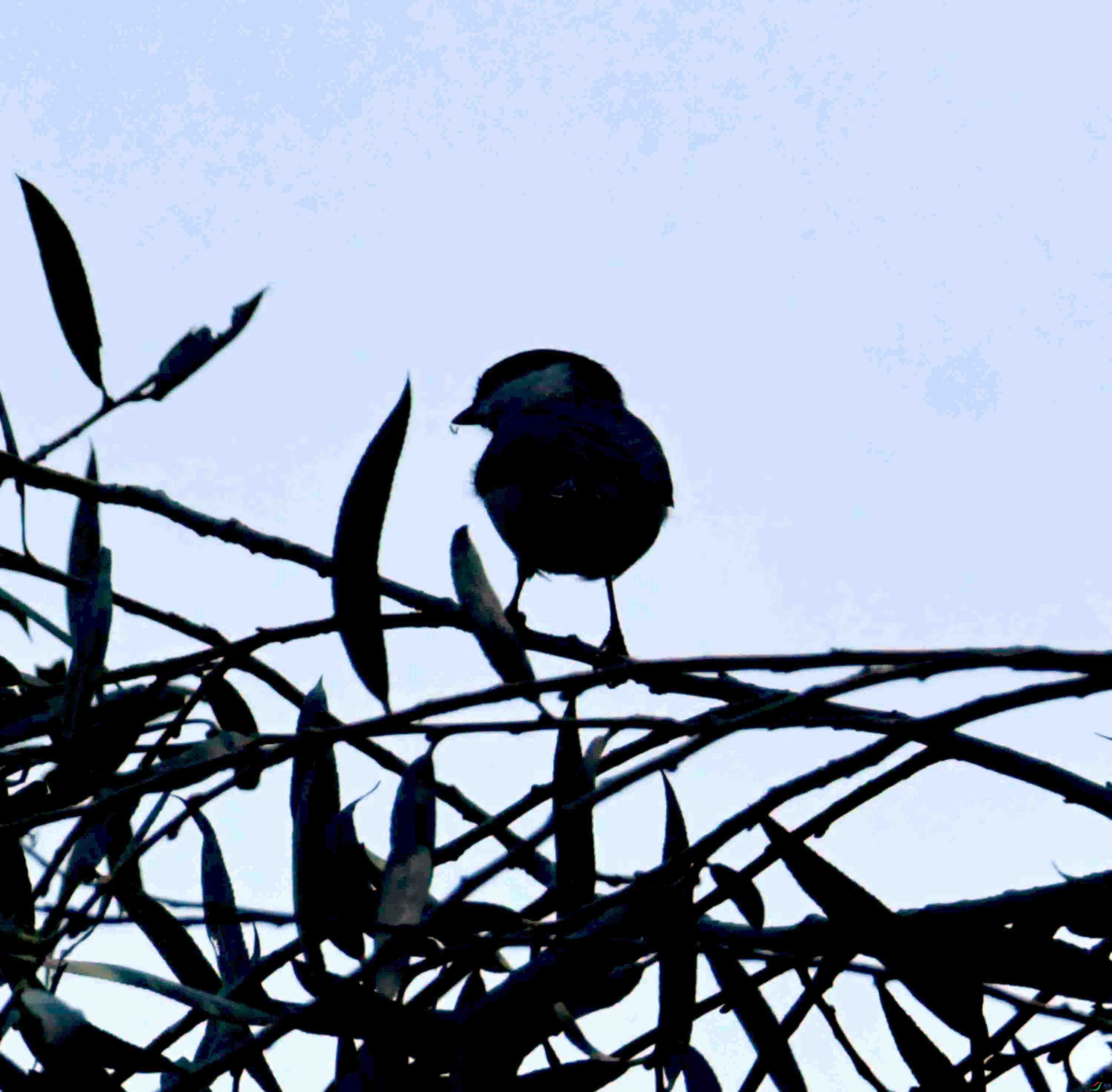 DSC_5285.JPG