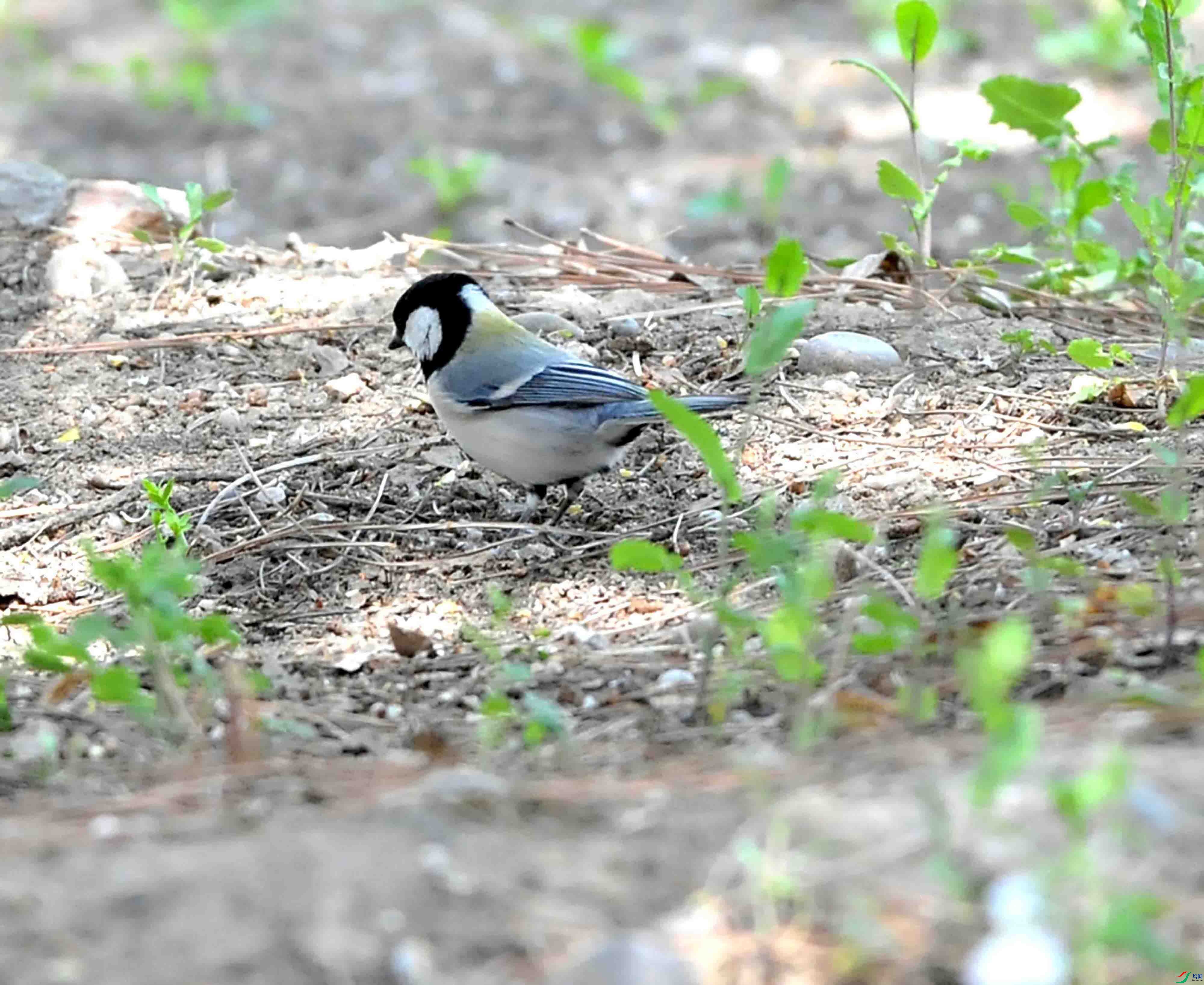 DSC_6856.JPG
