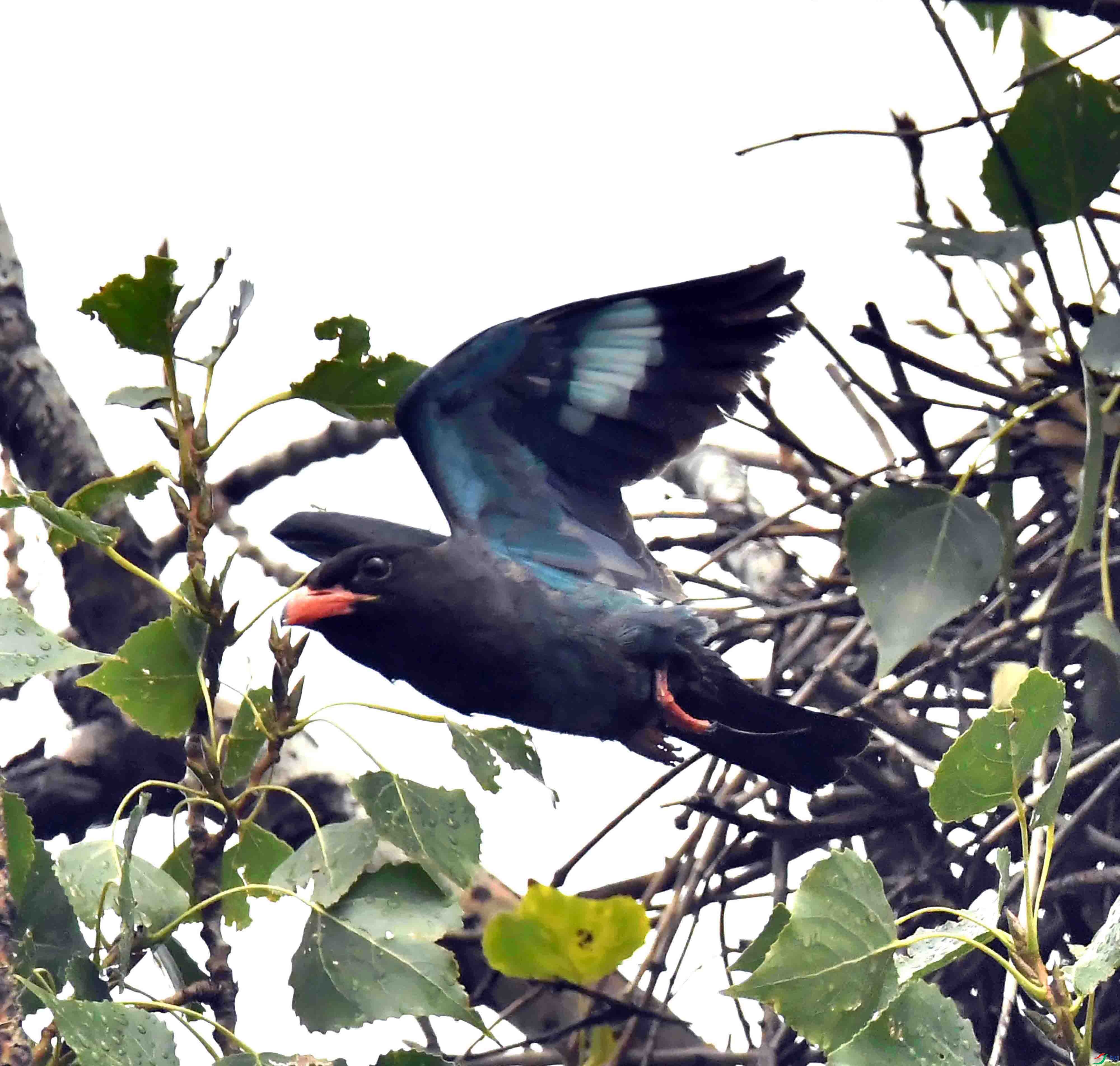 DSC_2656.JPG
