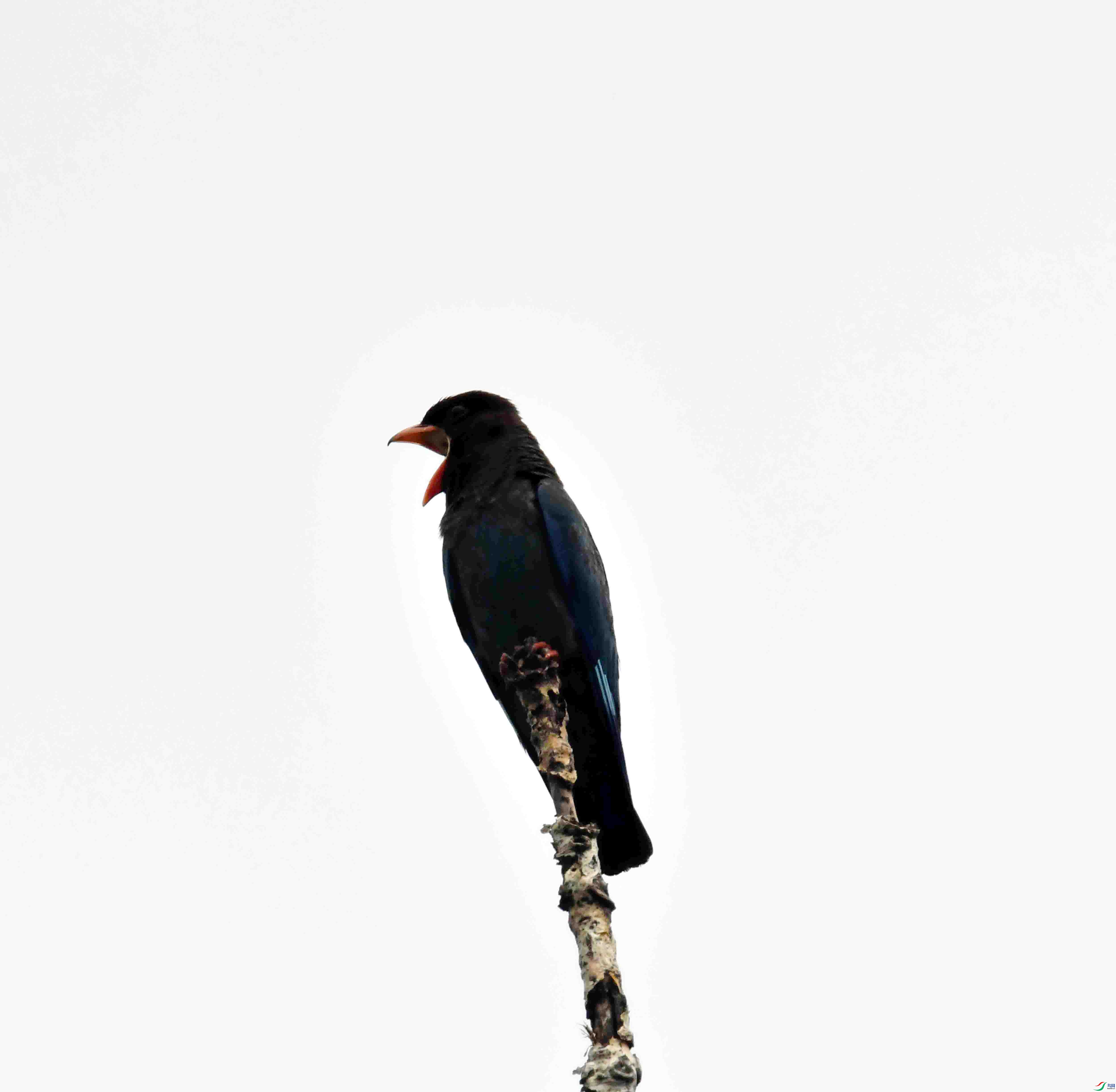 DSC_2685.JPG
