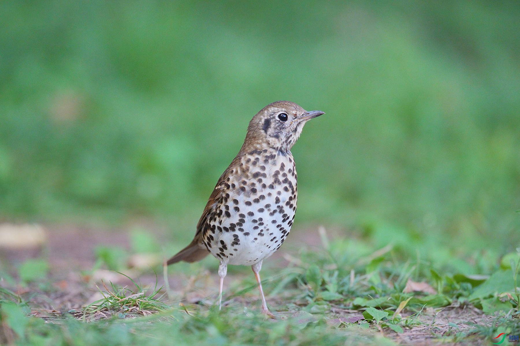 DSC04996 ����-DeNoiseAI-standard_����.jpg