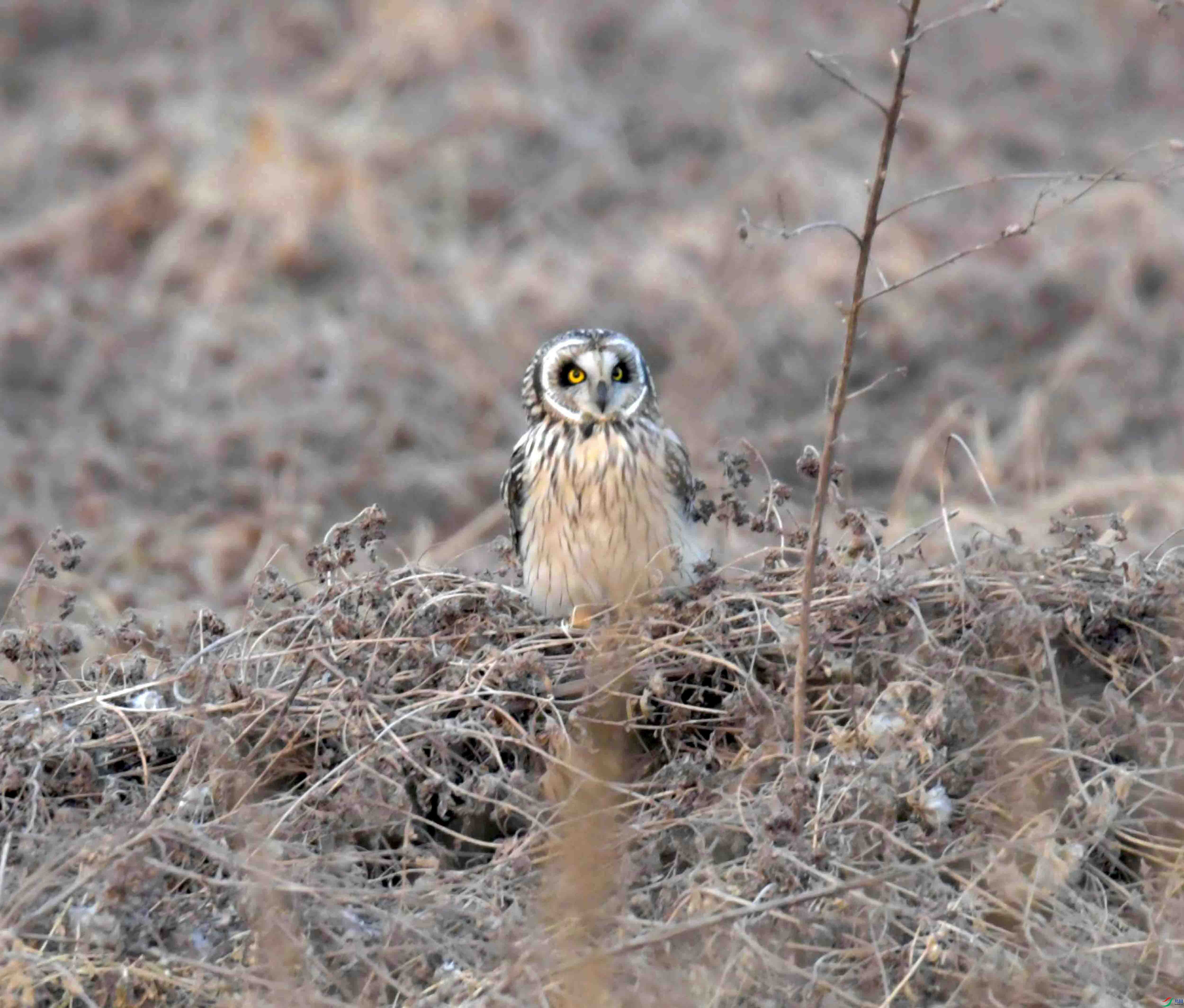 DSC_1033.JPG