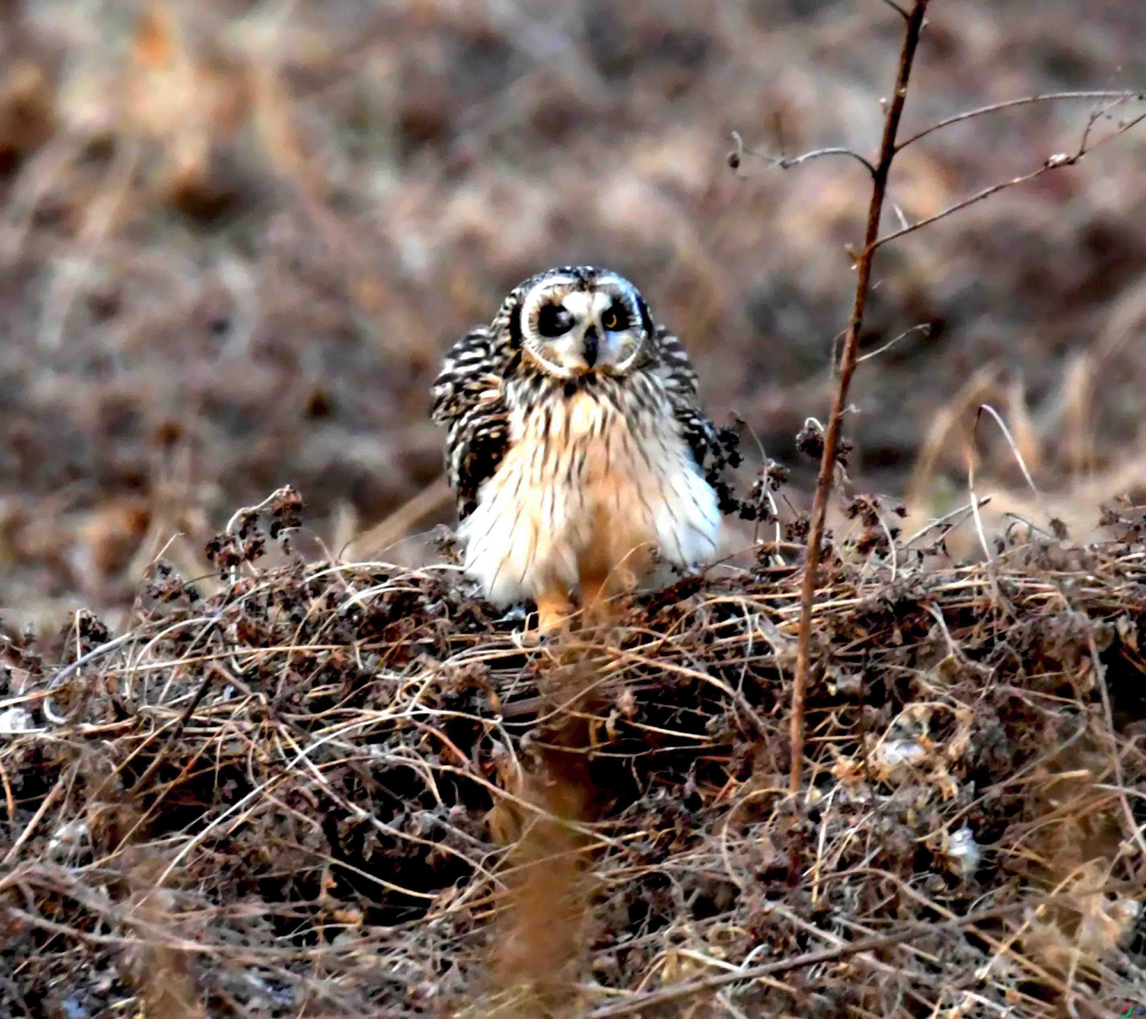 DSC_1063.JPG