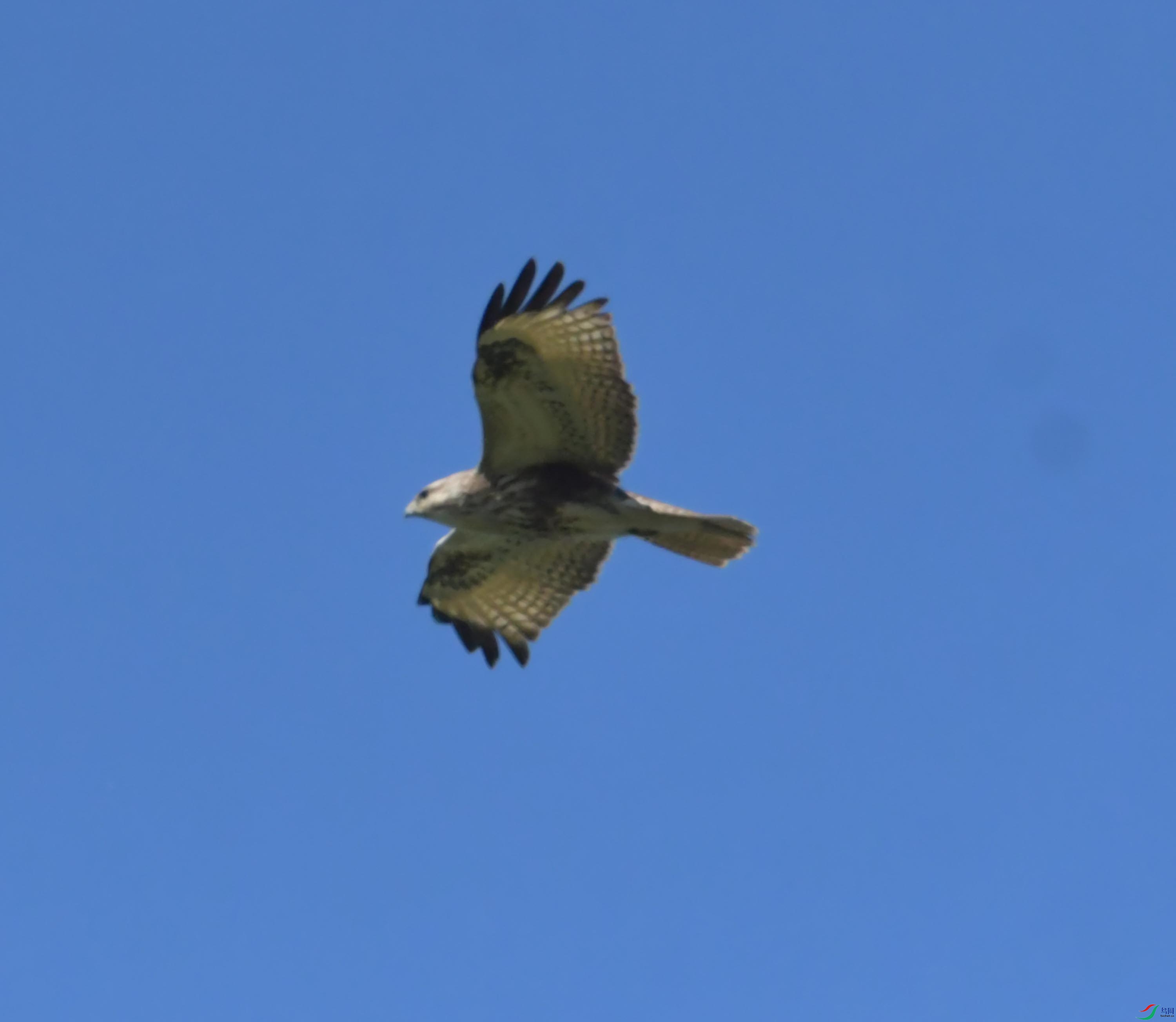 DSC_9825.JPG