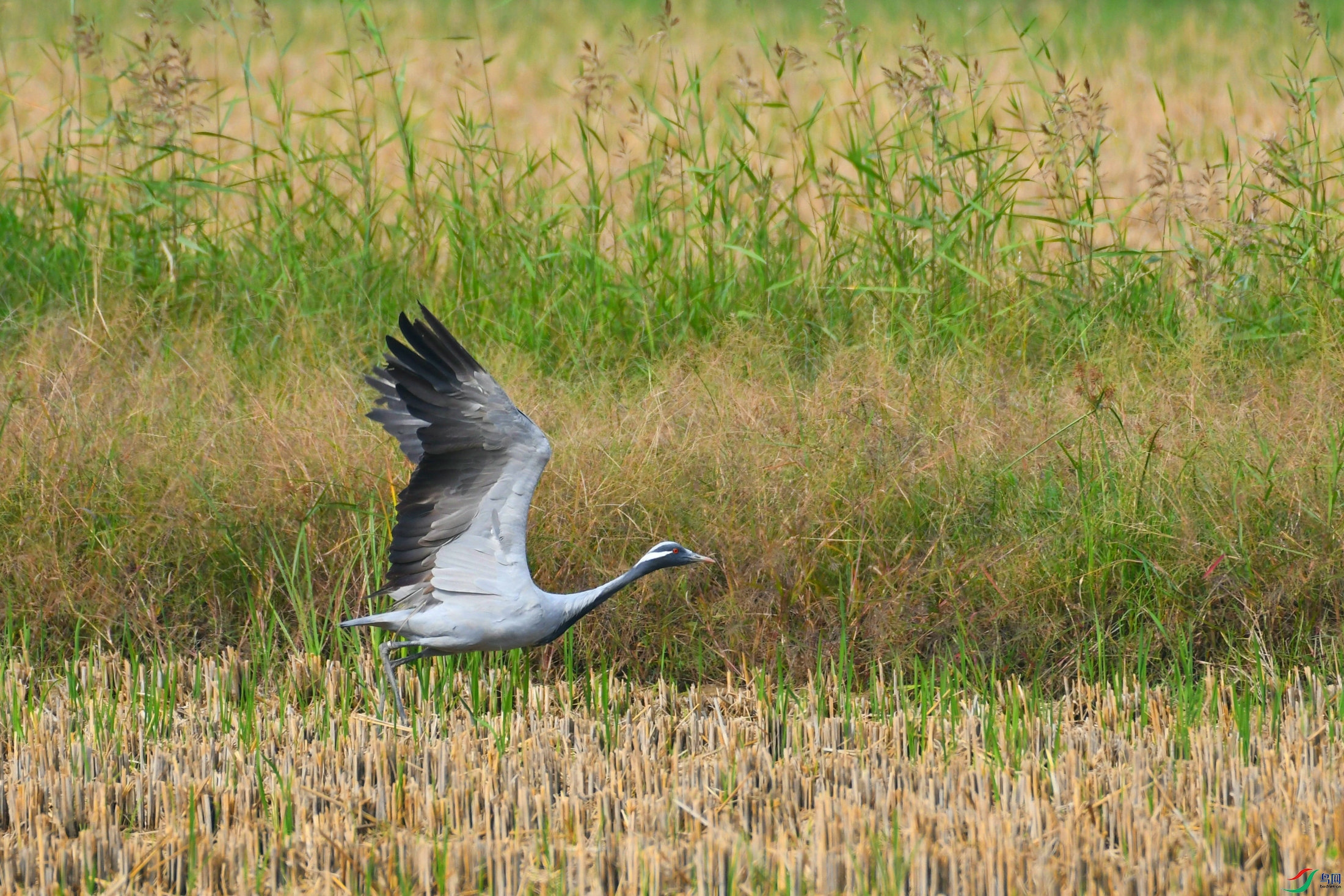 DSC_4046.JPG