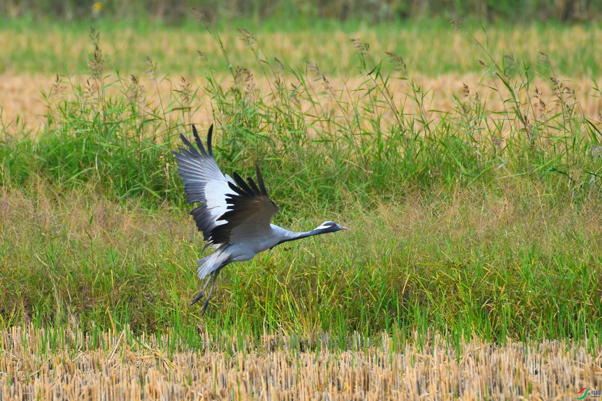DSC_4056.JPG