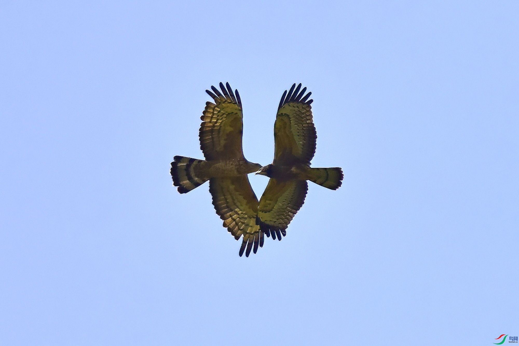 IMG_7934-1.JPG