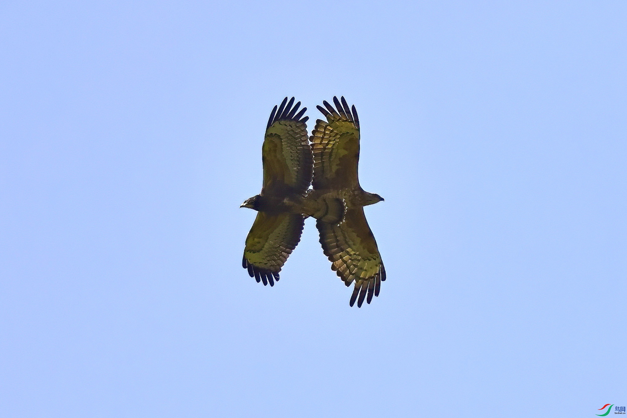 IMG_7935-1.JPG