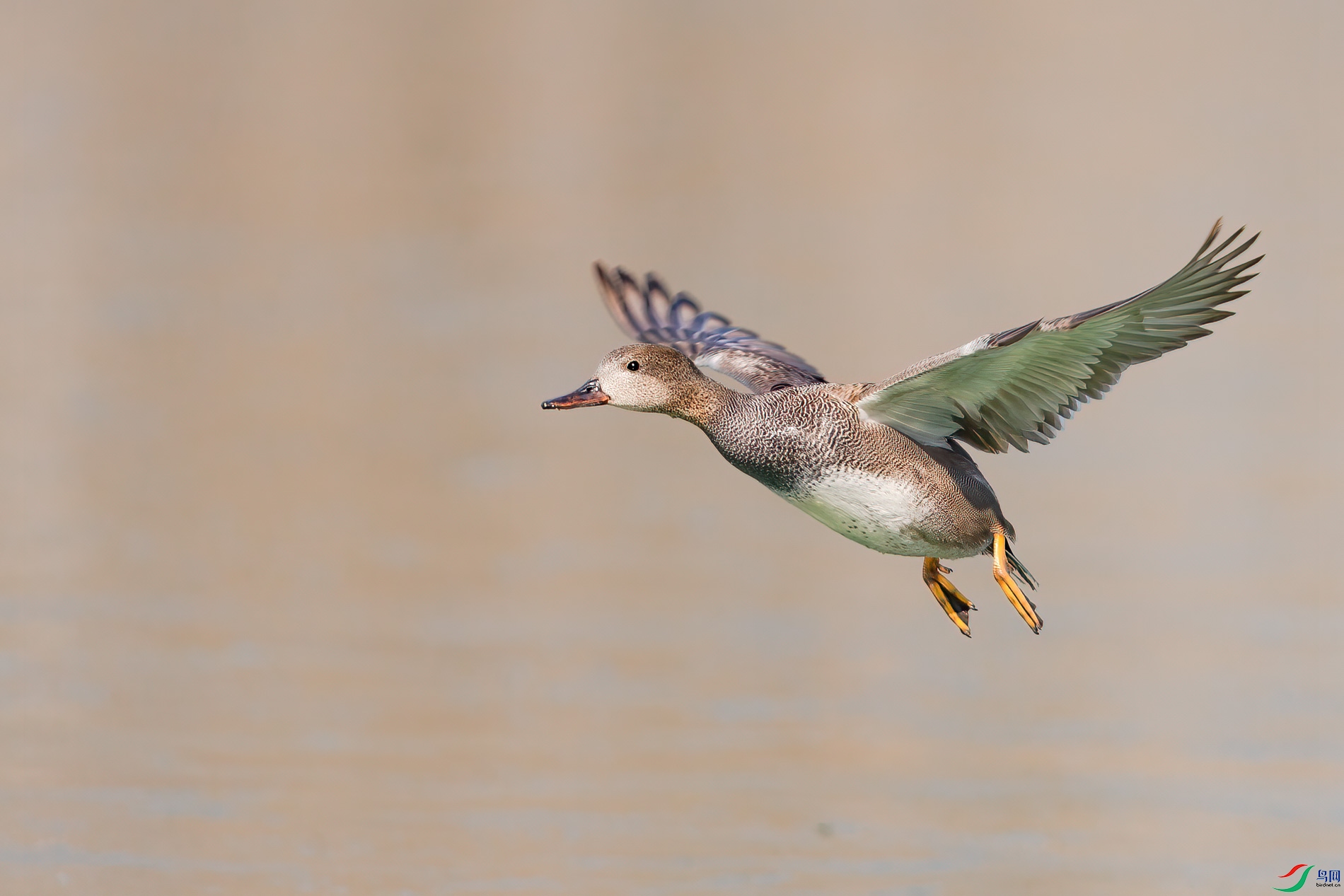 AQ4P4471-1.jpg
