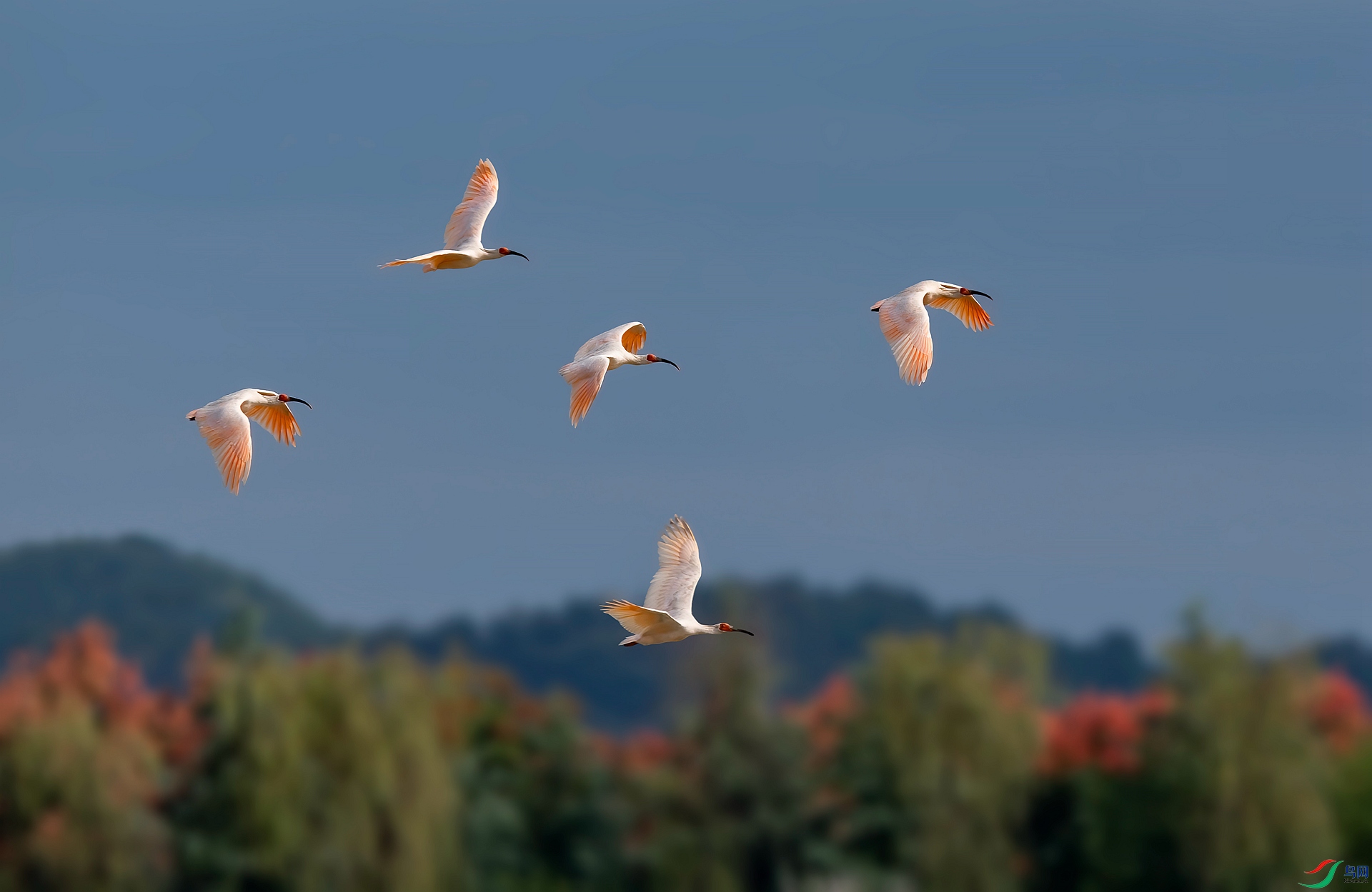 DSC_7331 ����_����.jpg