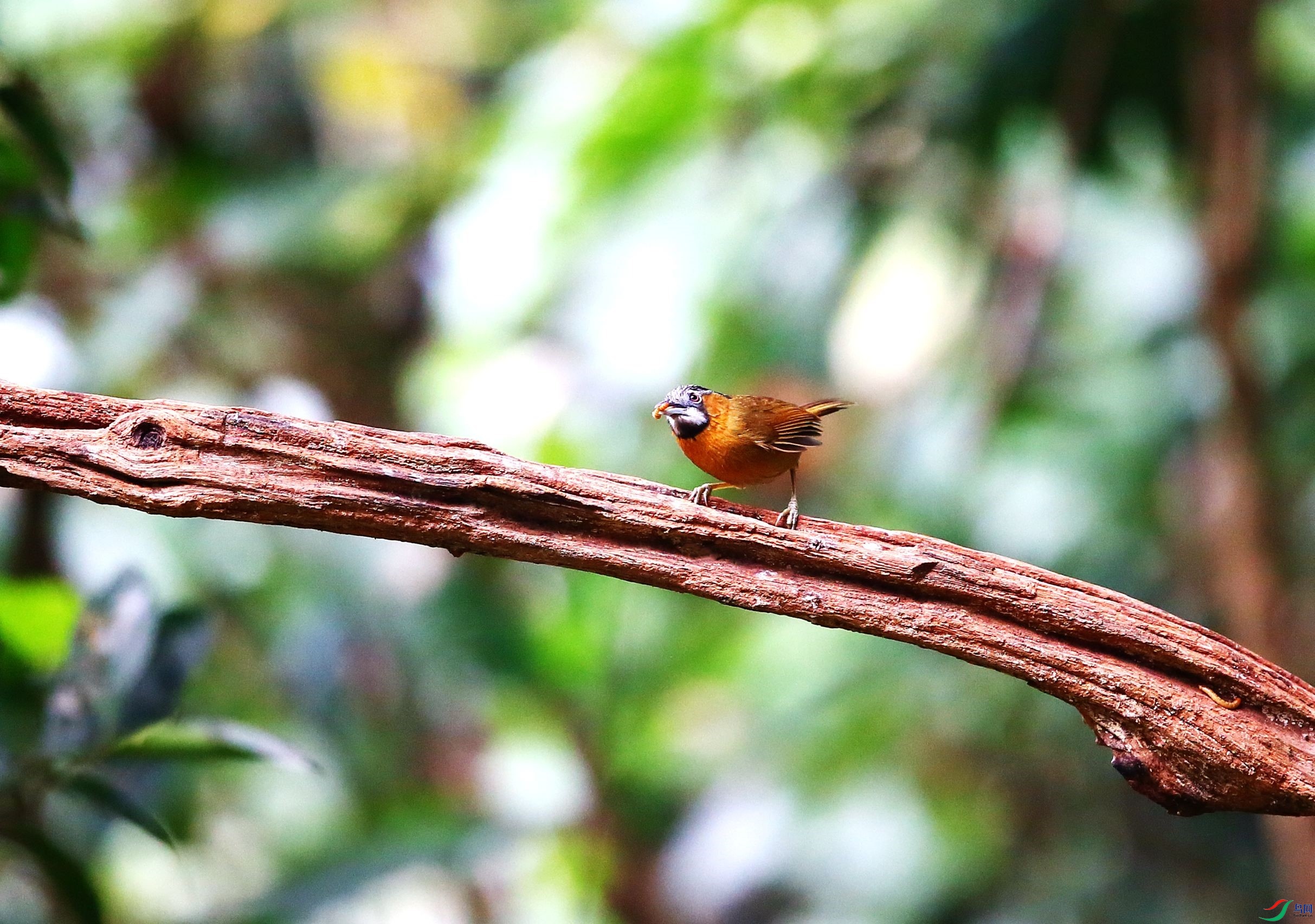 ��ͷ���� (17).JPG