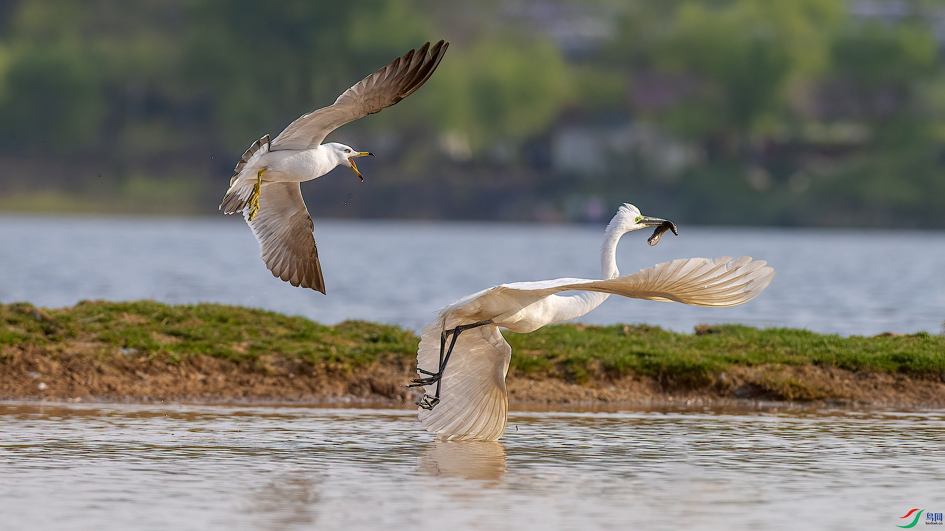 DSC_9nn942.jpg