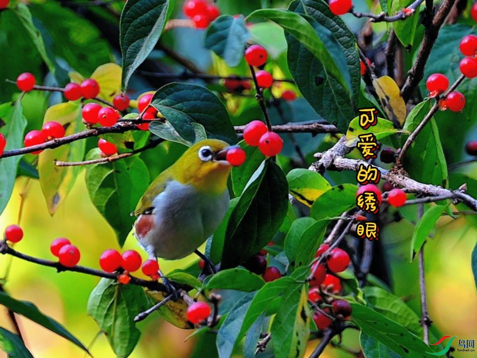 �ɰ�������