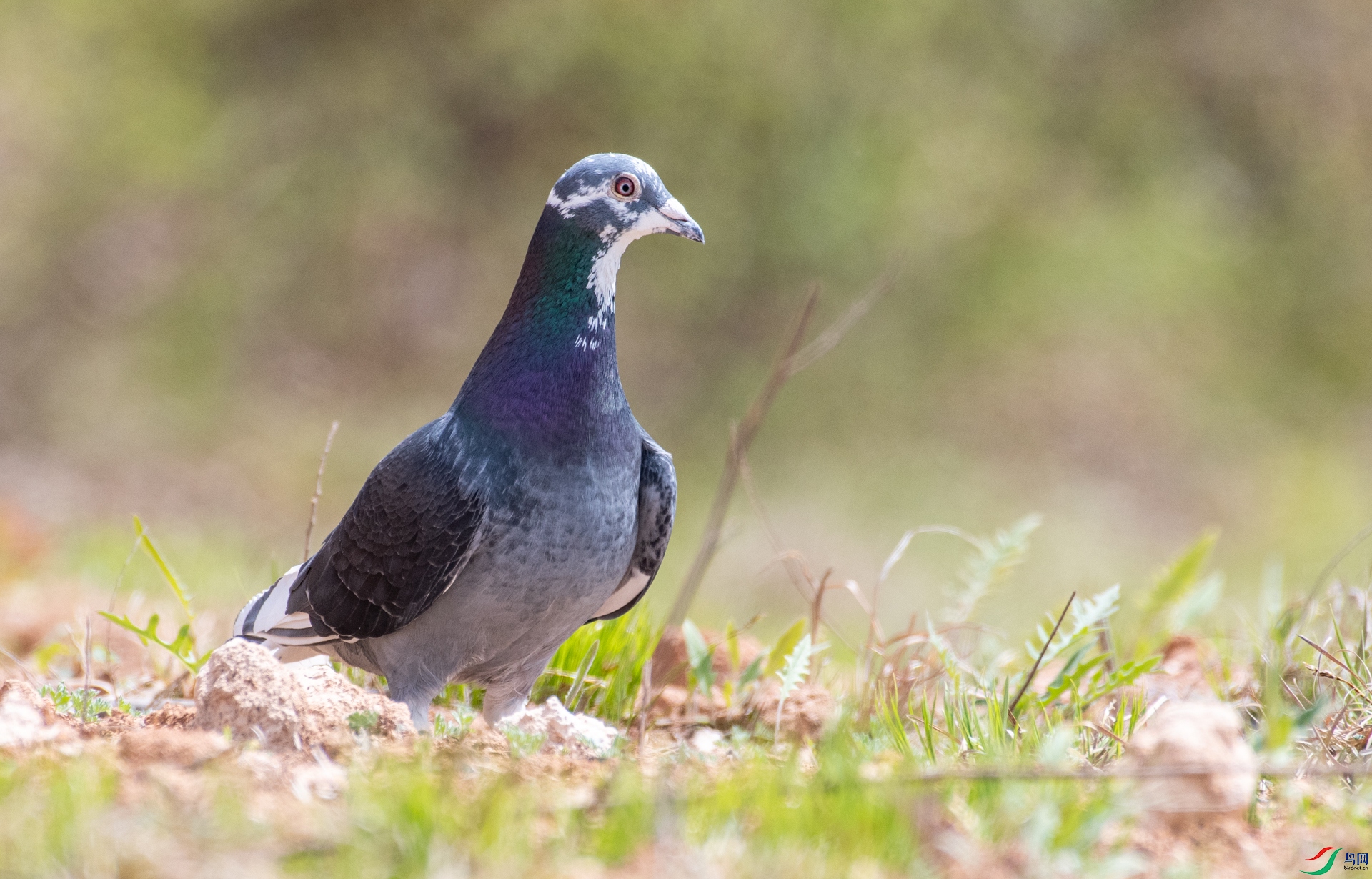 DSC_6063.jpg