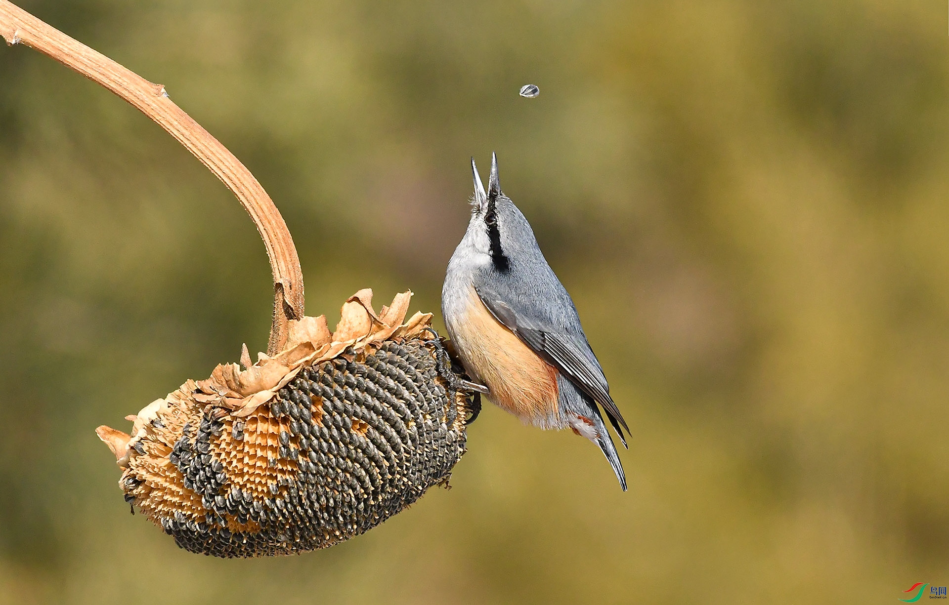 DSC_9035-1.jpg