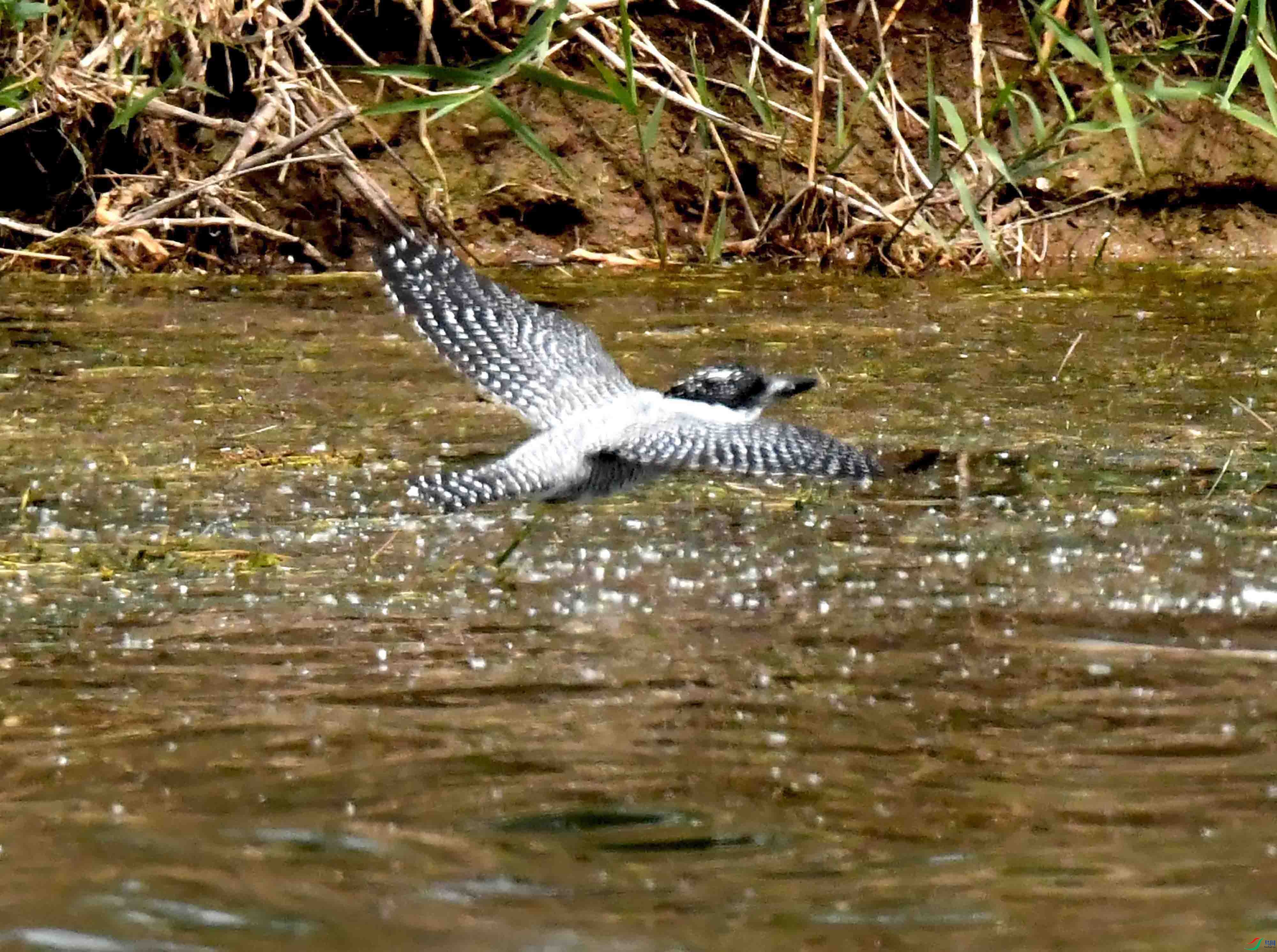 DSC_9881.JPG