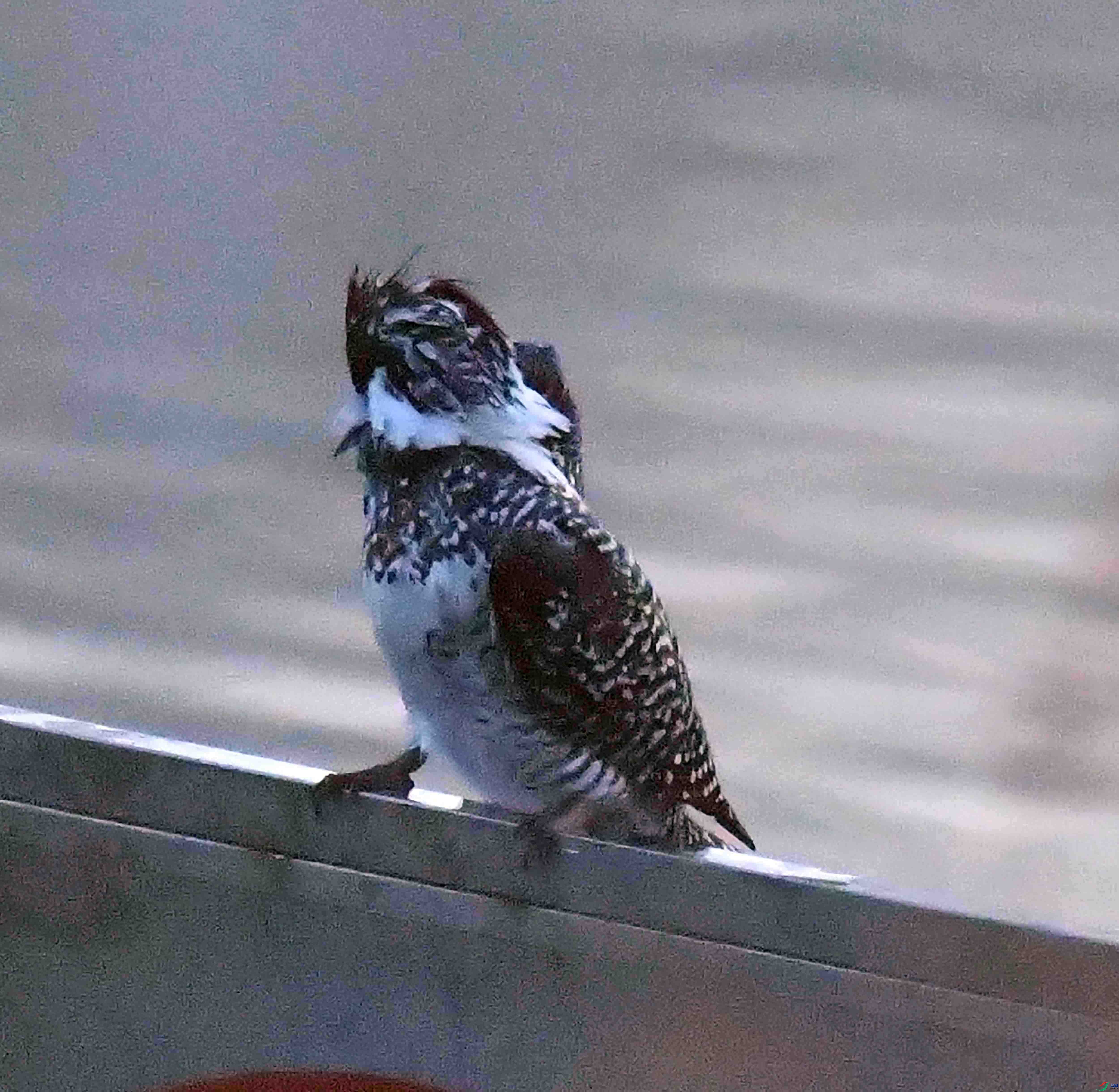 DSC_9896.JPG