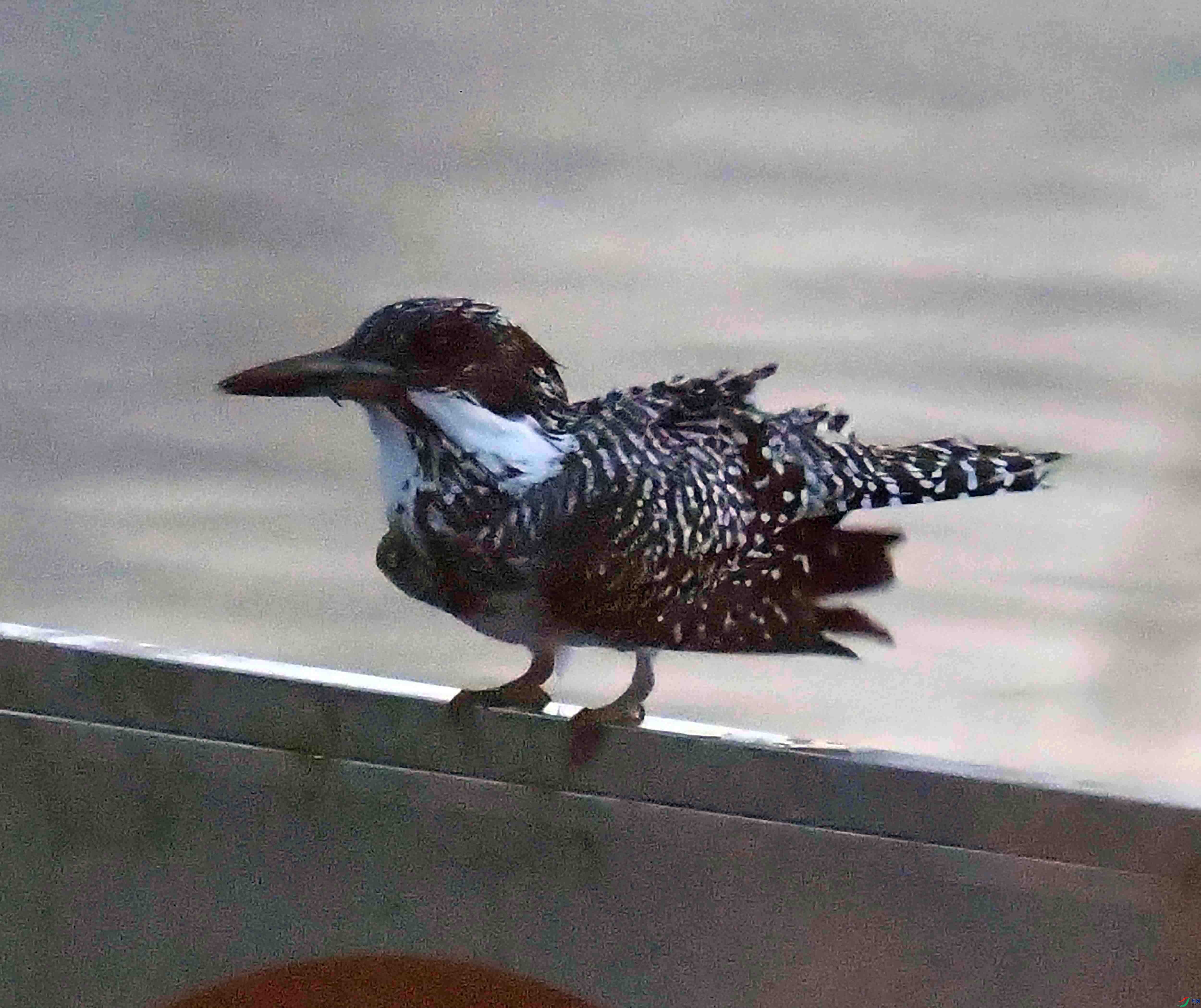 DSC_9900.JPG