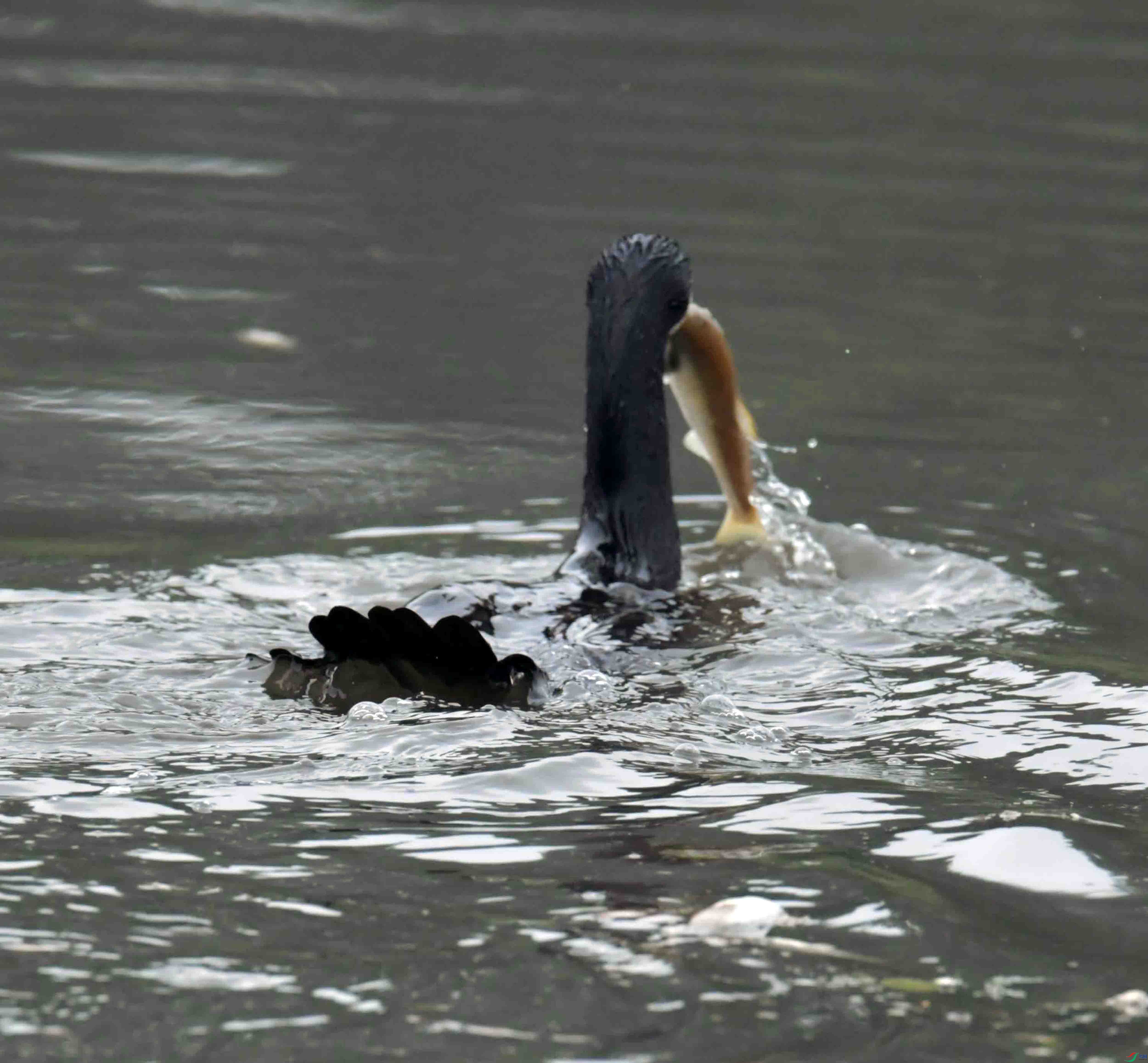 DSC_9783.JPG