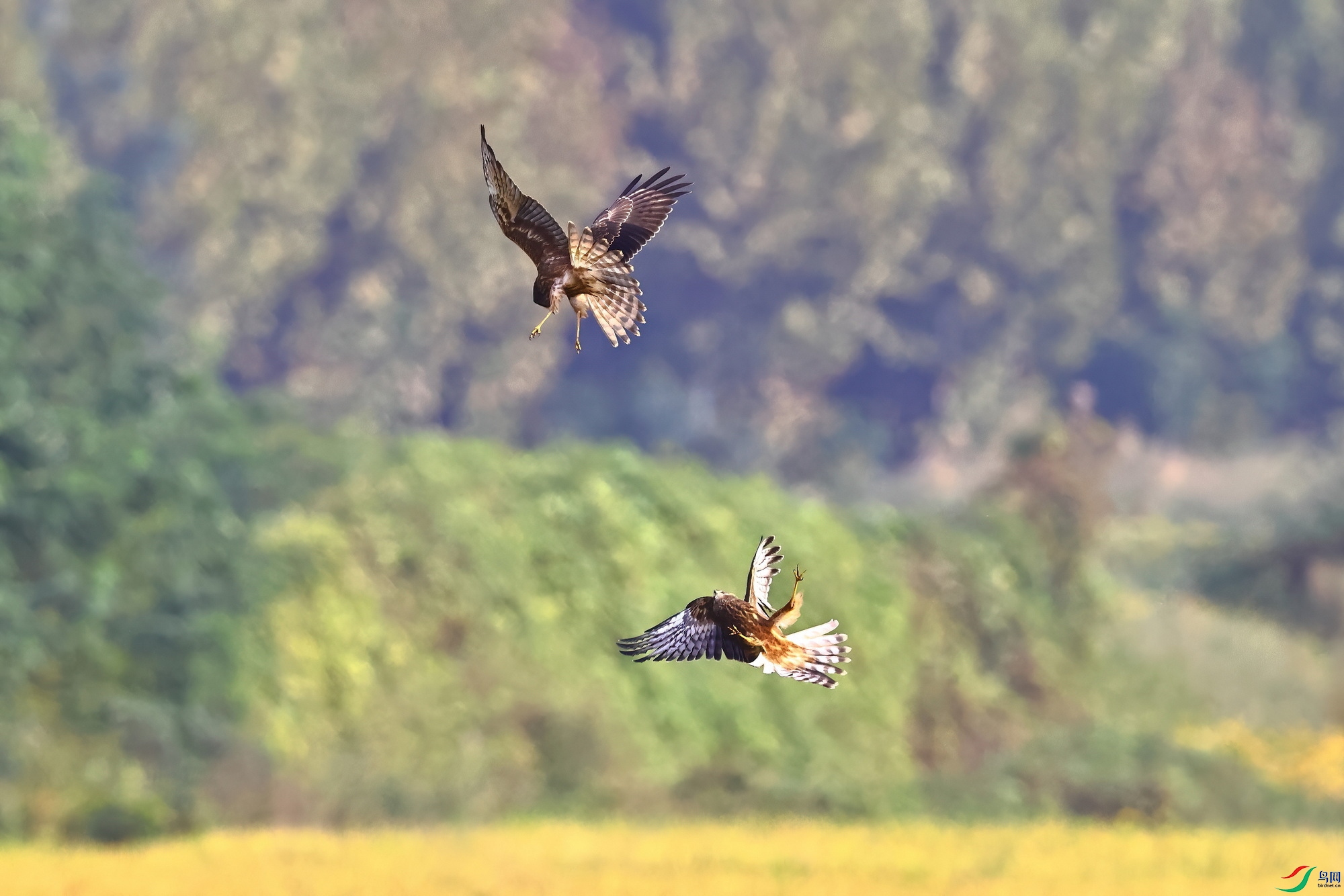 IMG_7155-1.JPG