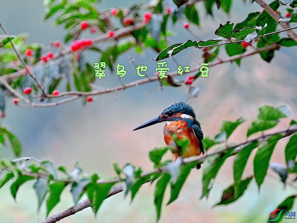 ����Ҳ���춹