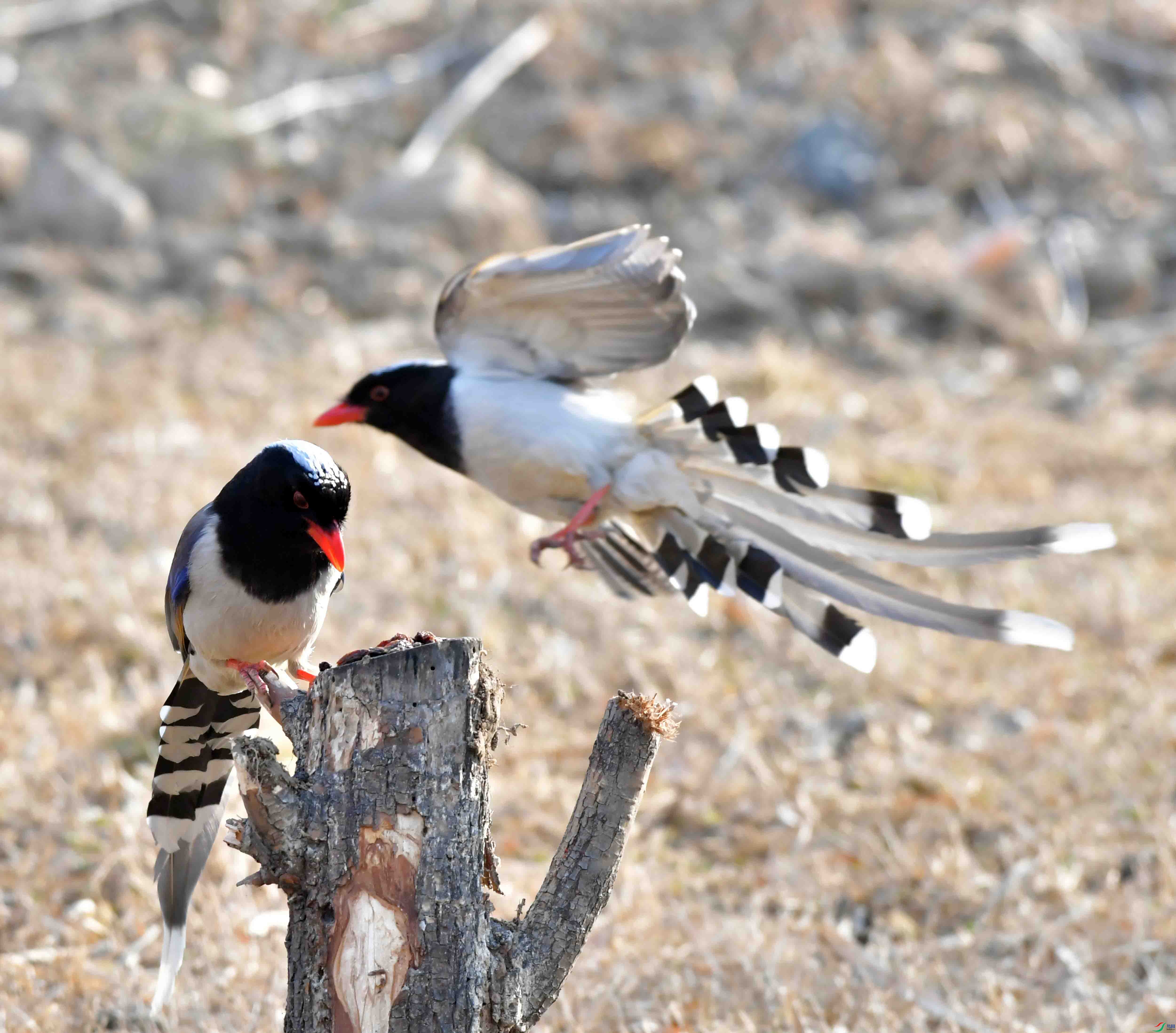 Copy2_DSC_1008.JPG