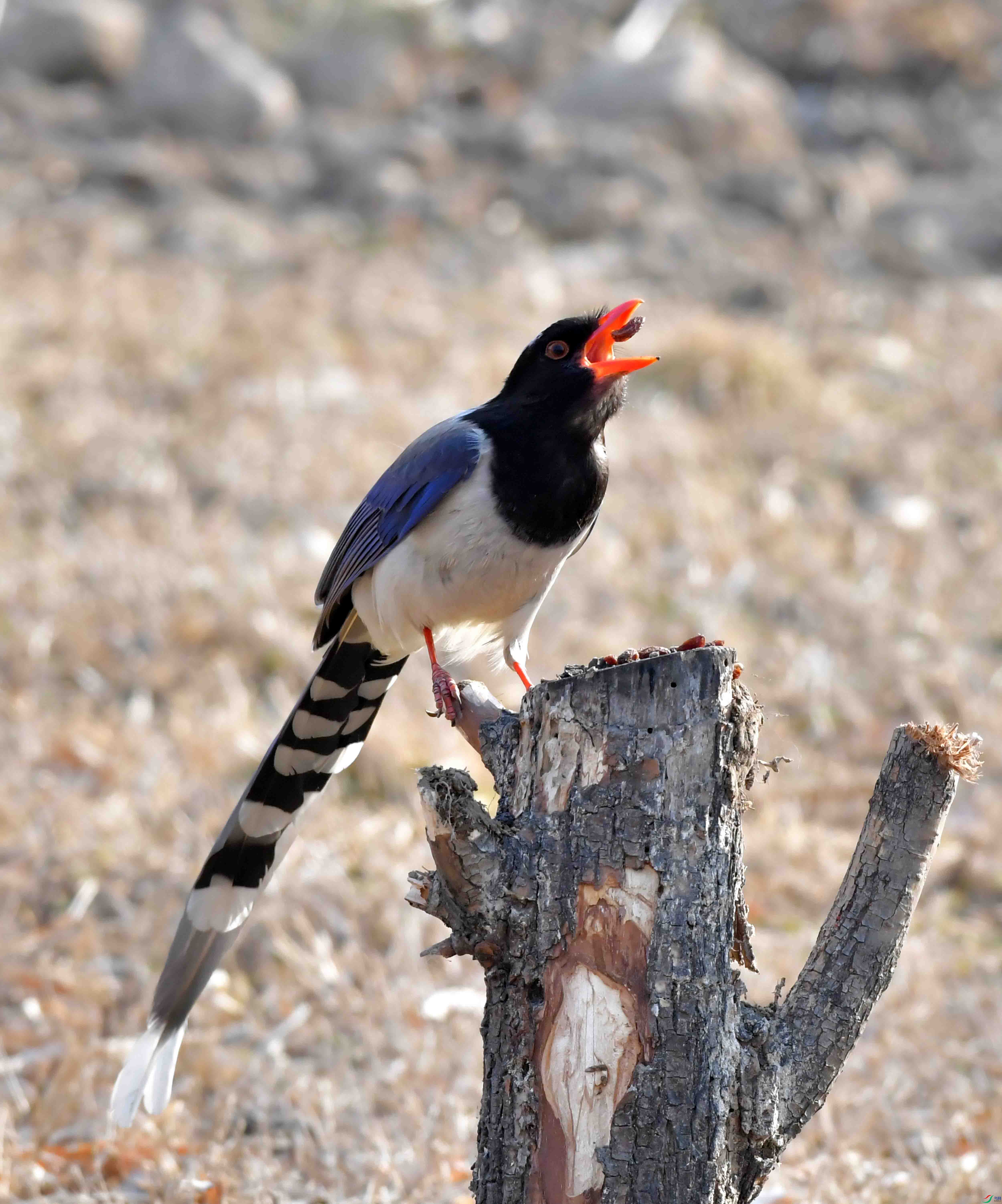 Copy2_DSC_1043.JPG