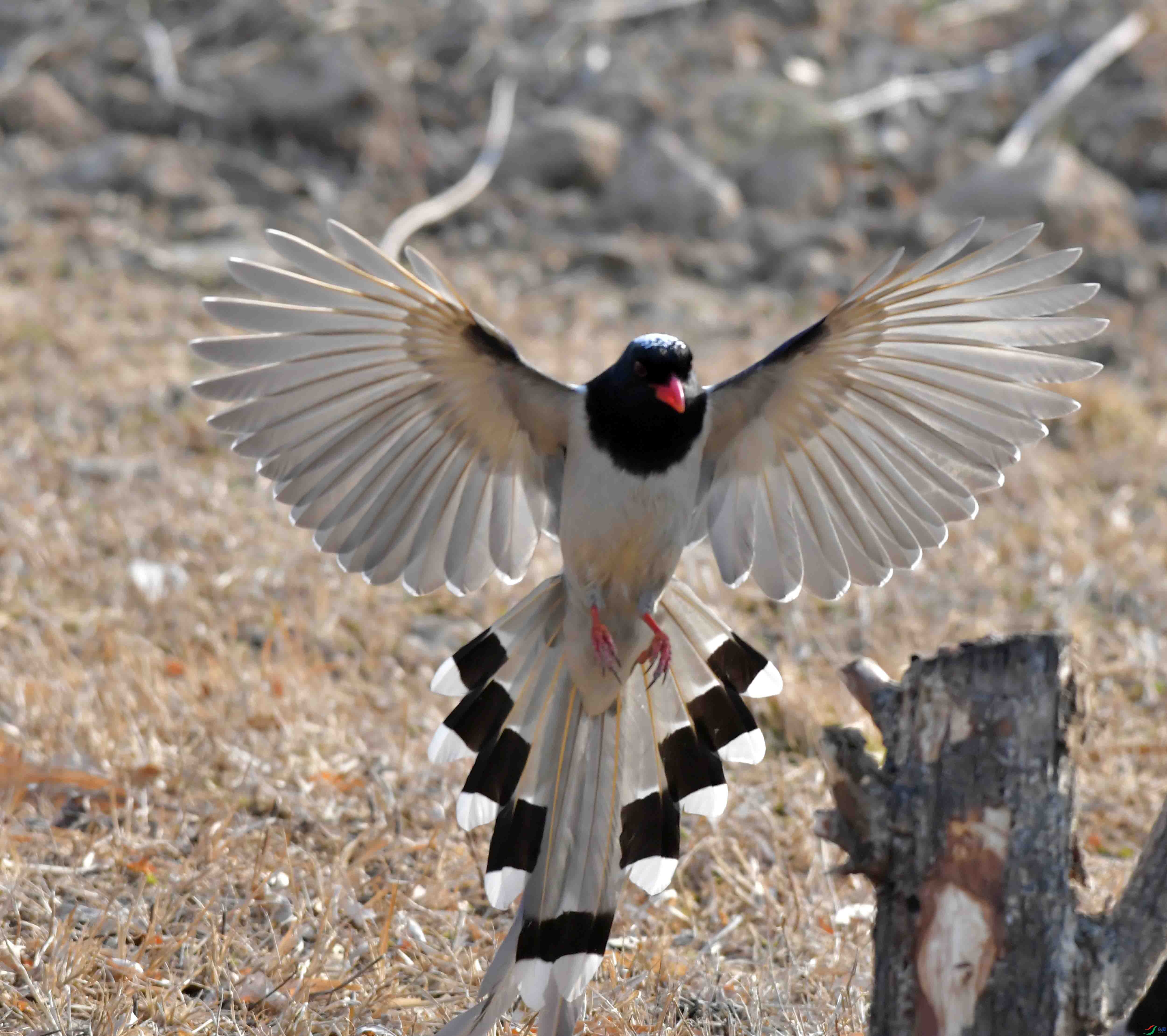 Copy2_DSC_1022.JPG