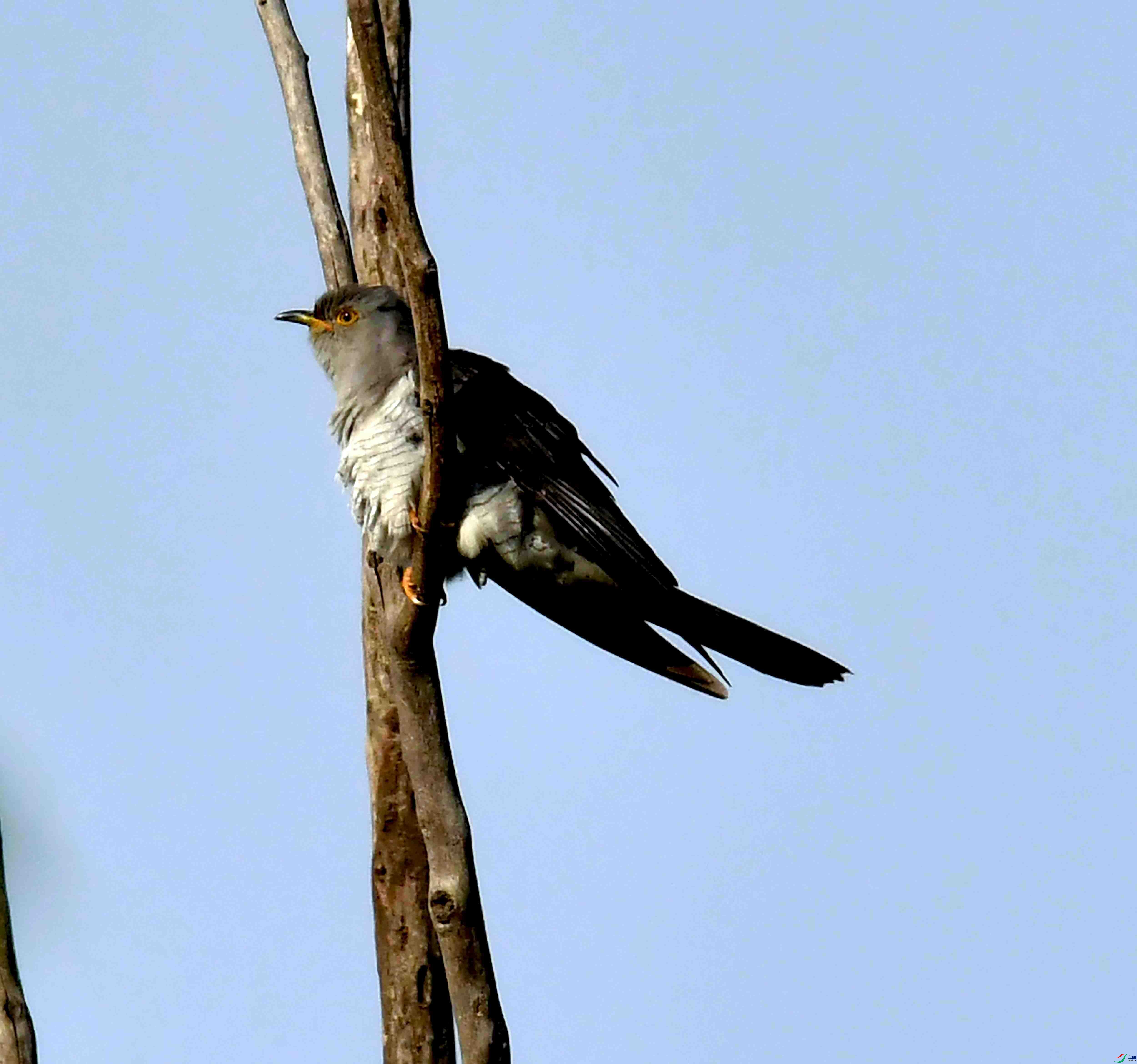 DSC_2533.JPG