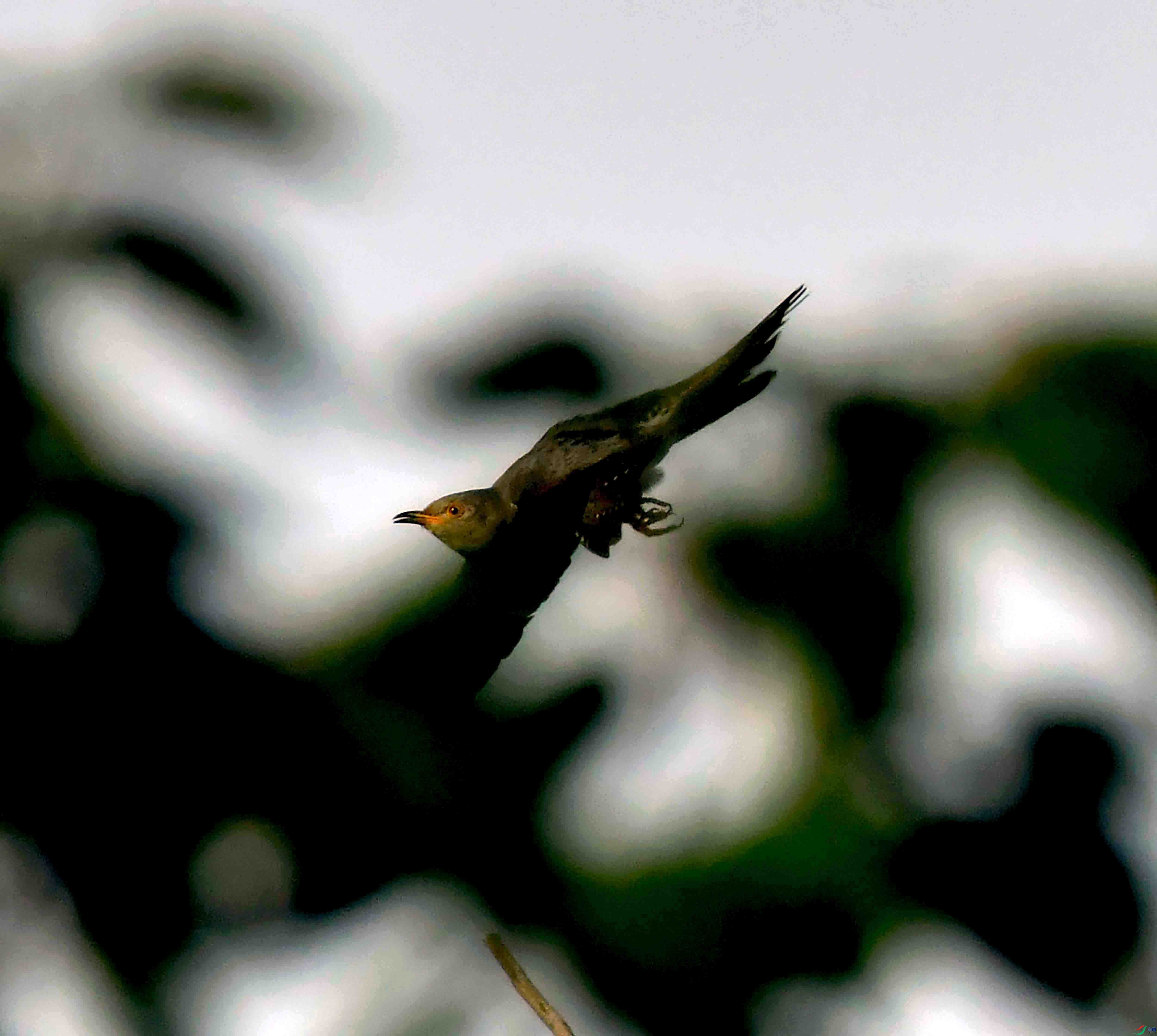 DSC_2542.JPG