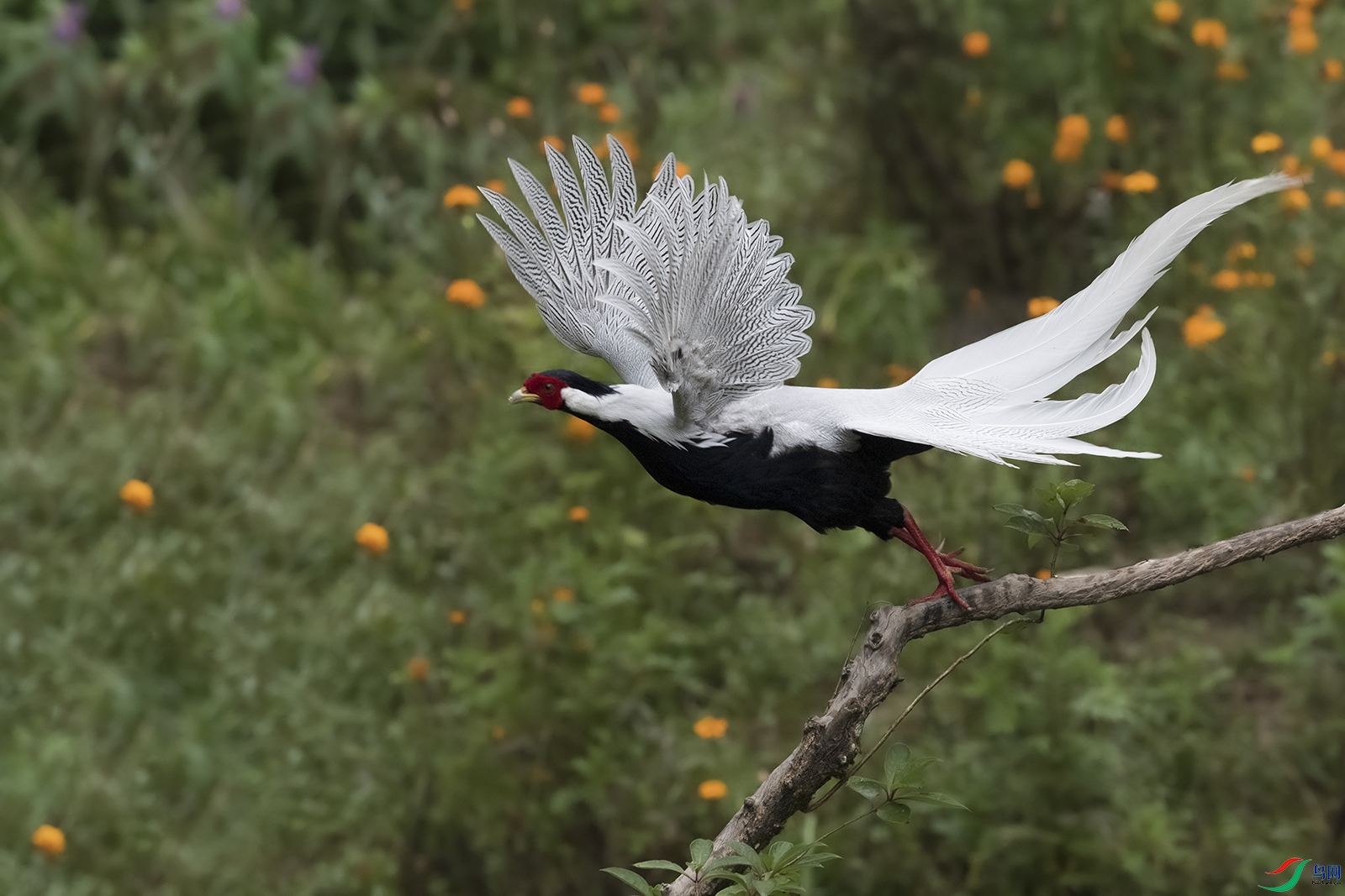 �����еİ�������ӥչ��߷� 442222.jpg