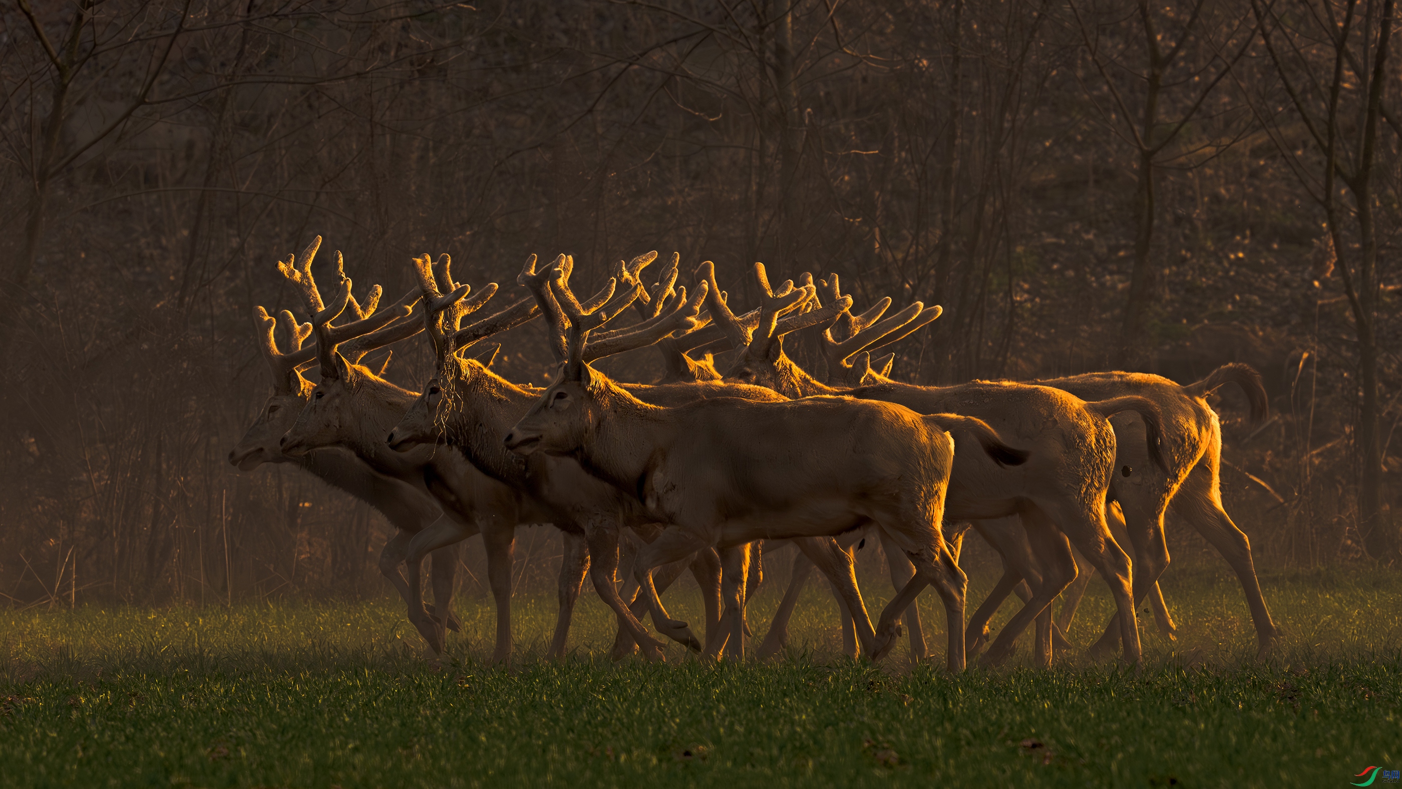 Returning At Sunset.jpg