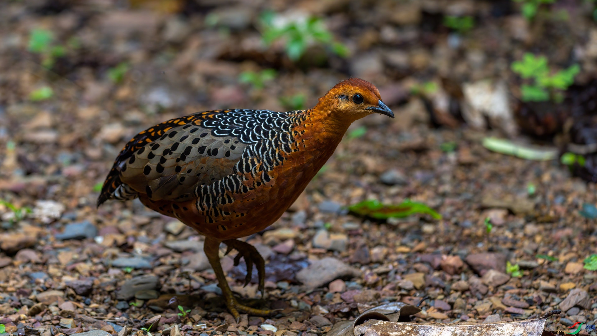 t_005942-�༭.jpg