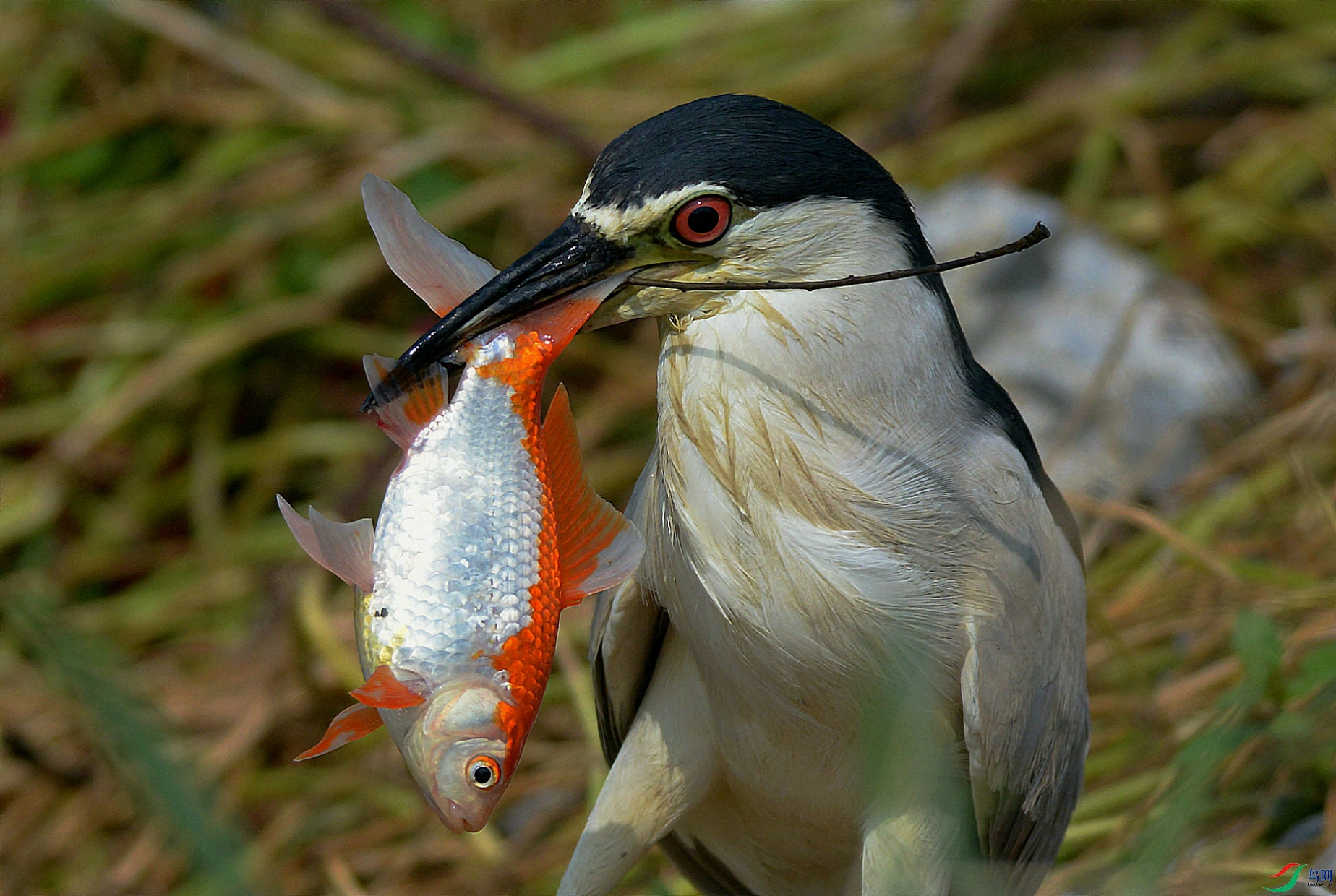 DSC_4911.jpg