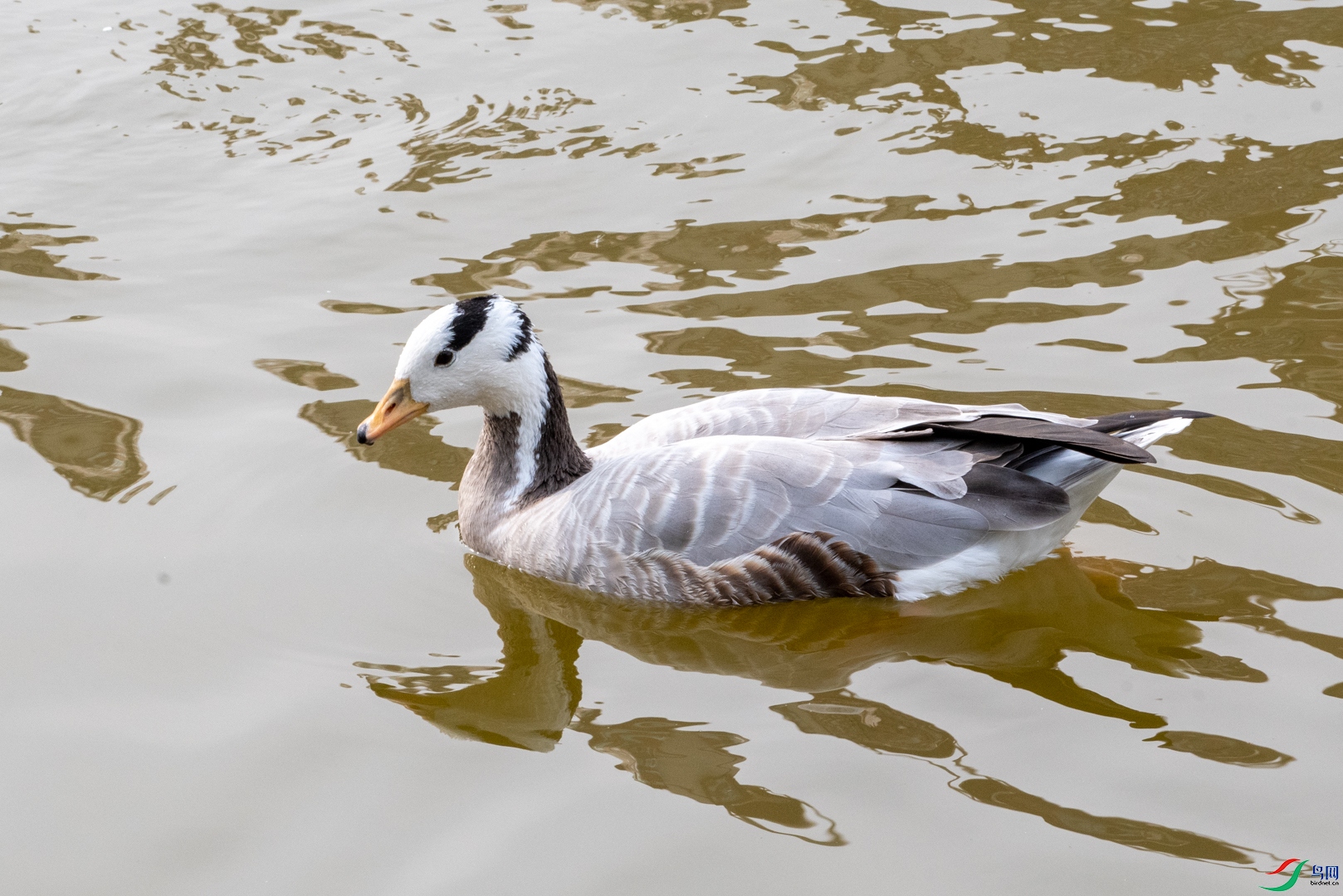 DSC_4310.jpg