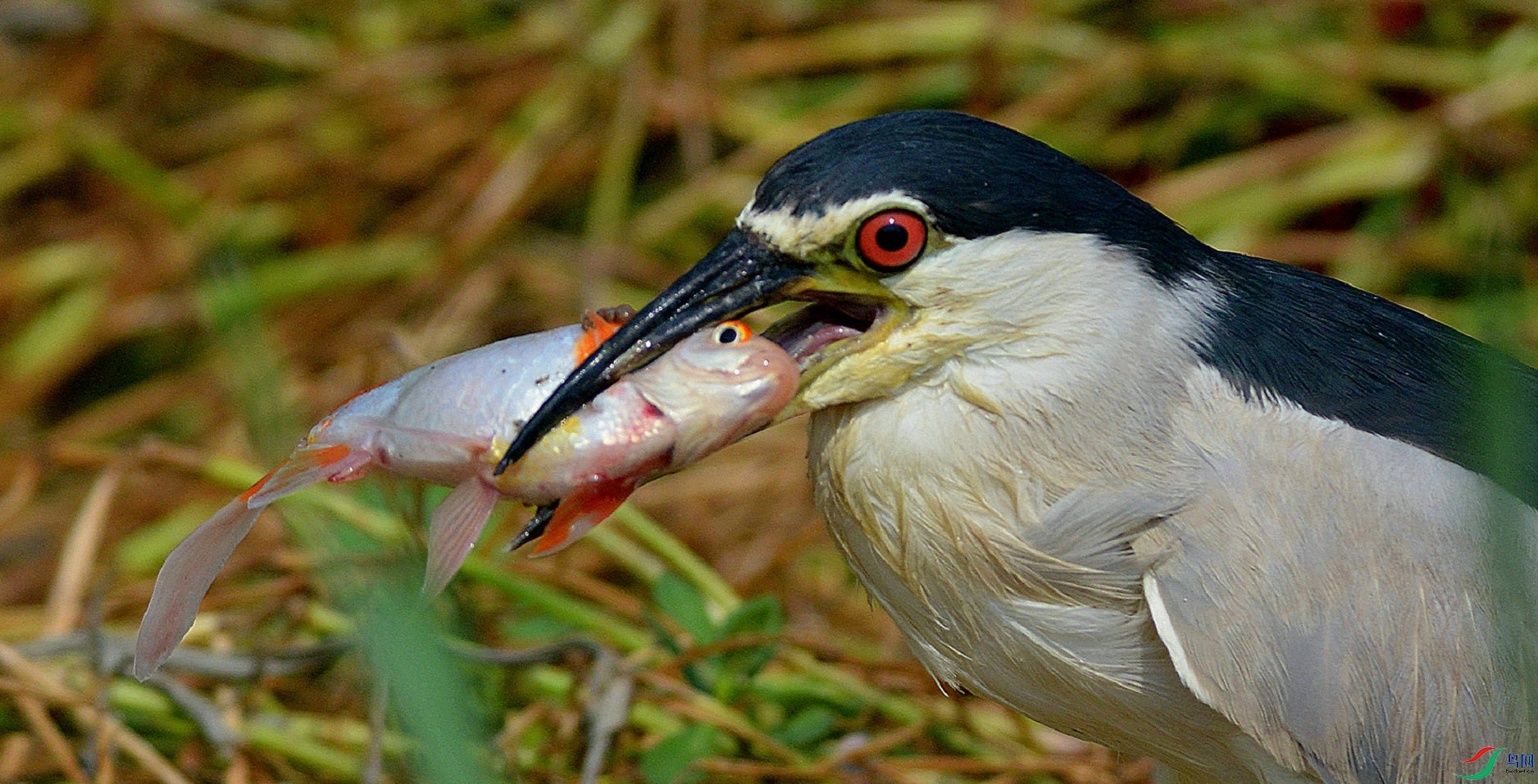 DSC_4917.jpg